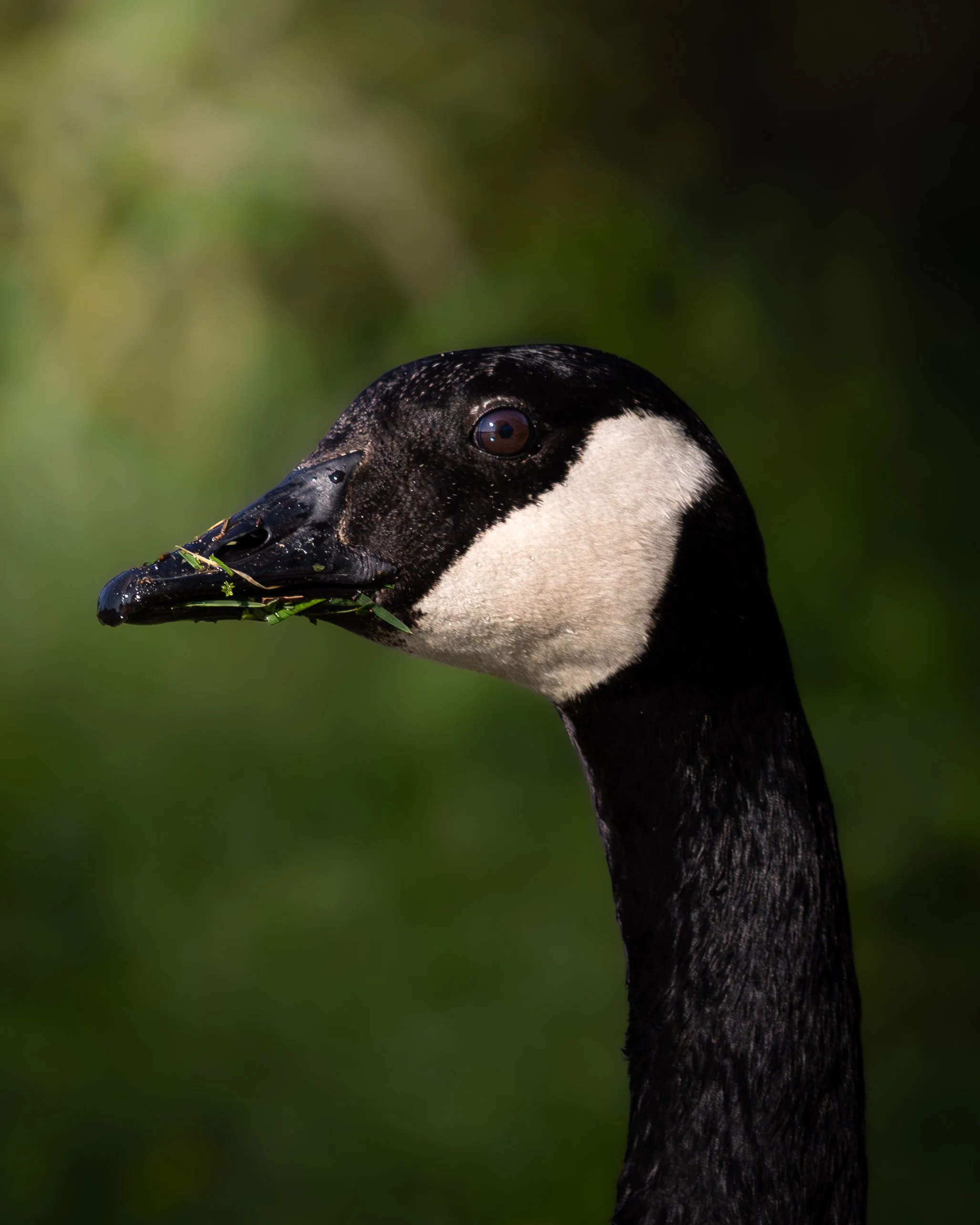 A close-up of a penguin's head with water droplets, eating grass, against a blurred green background.