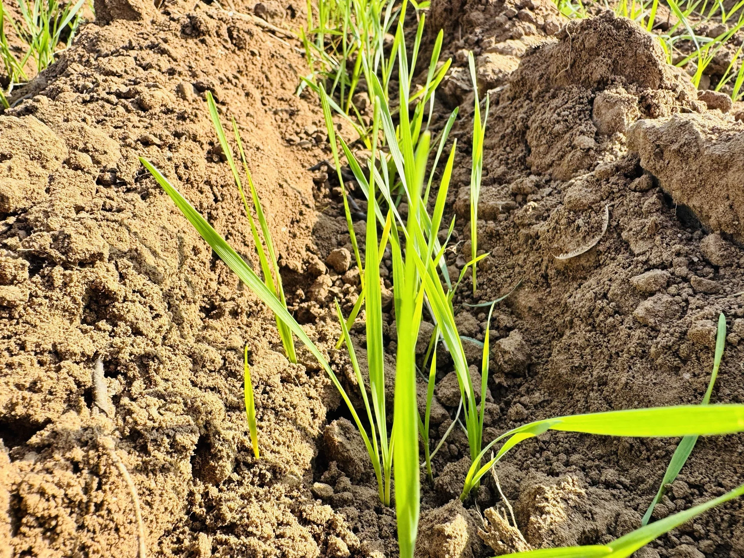 Managing soil pH isn’t a correction. It’s a strategy for Nutrient Use Efficiency.