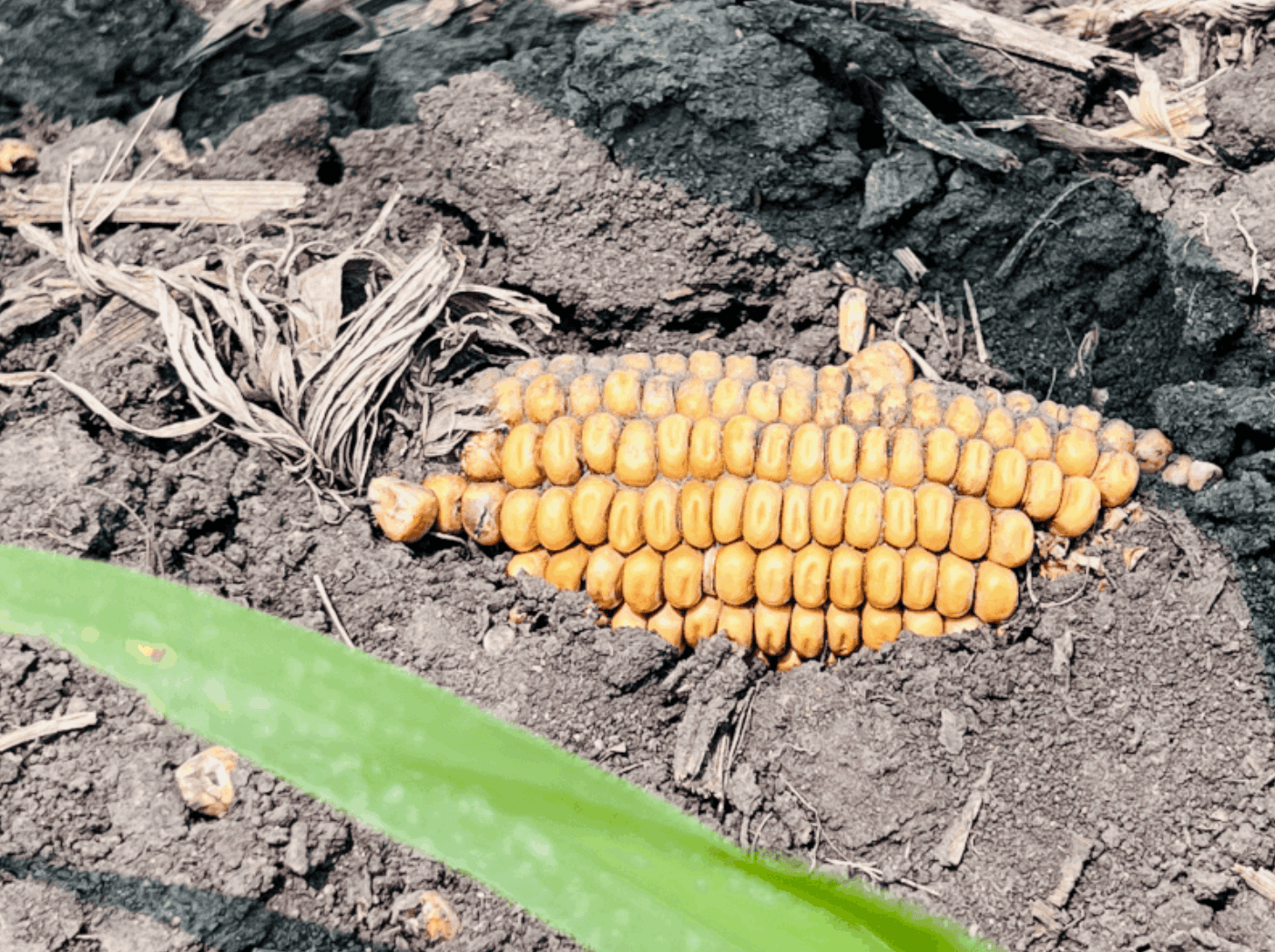 Nutrient Use Efficiency vs Nutrient Recovery Efficiency: Why the Difference Matters More Than Ever