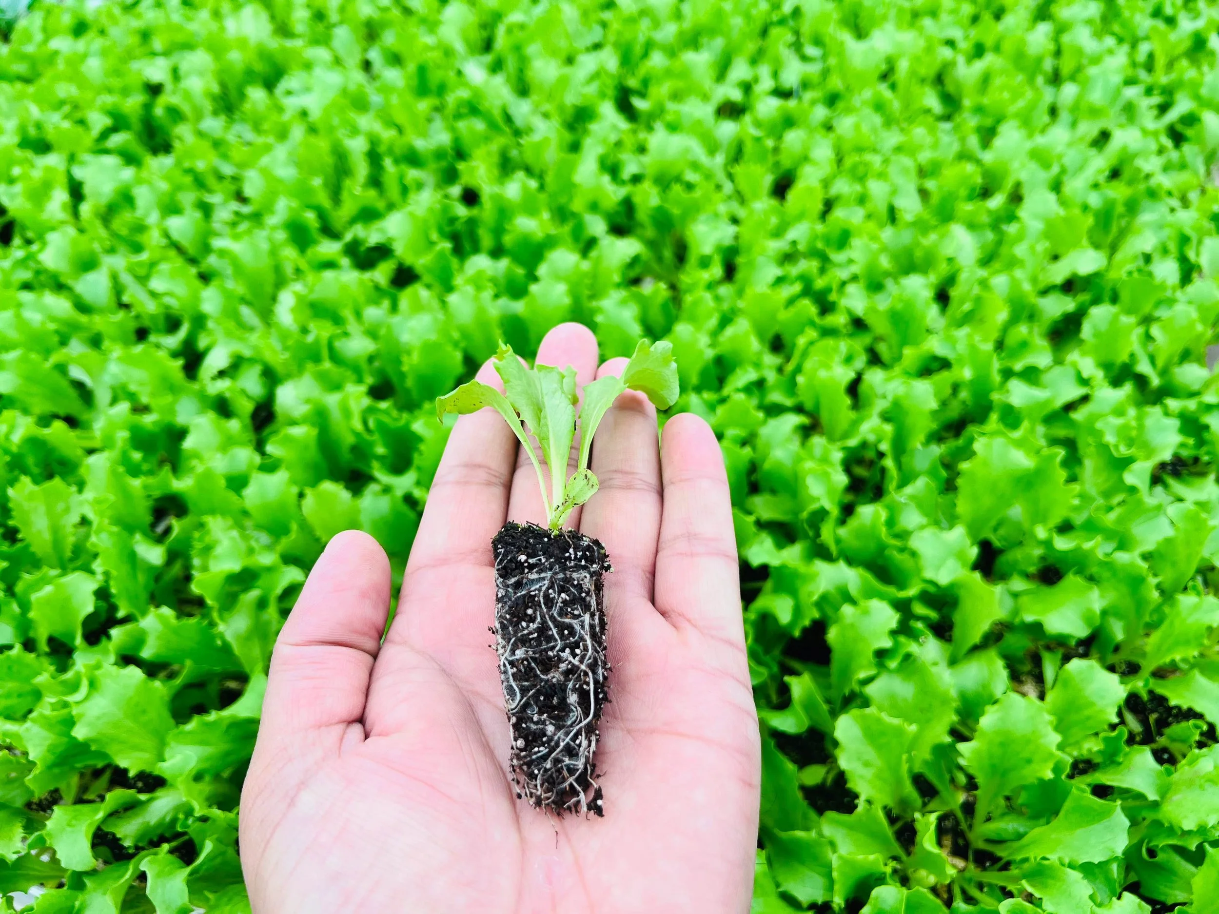 Beneath the Surface: Where Sustainable Yield Truly Begins