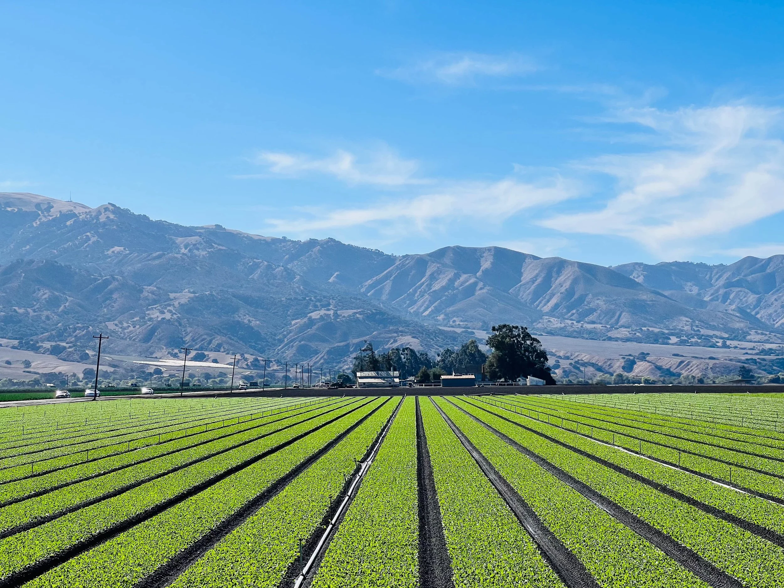 Six pillars currently driving Nutrient Use Efficiency solutions. Why is this still a scientific challenge and Industrial priority!
