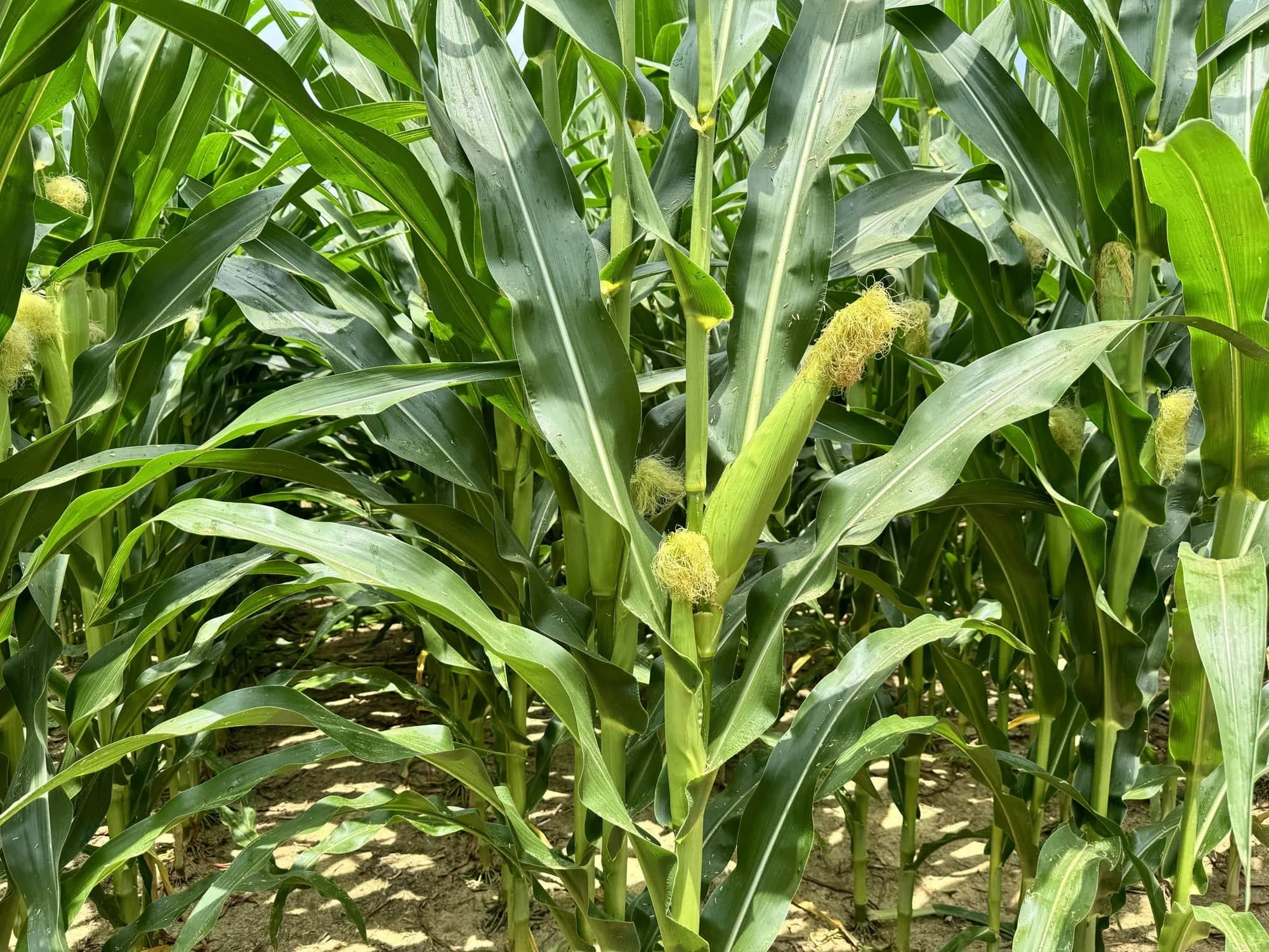 Better Seed Germination is the Hidden Engine of Nutrient Use Efficiency (NUE)