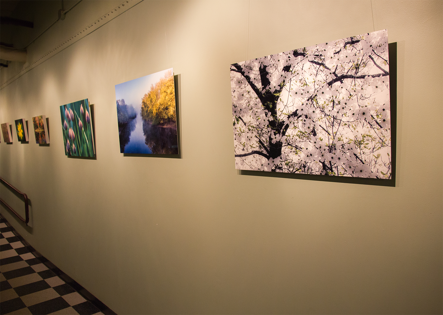 Art gallery with landscape paintings of nature scenes on a beige wall, including a close-up of cherry blossoms, a river, and trees during fall.