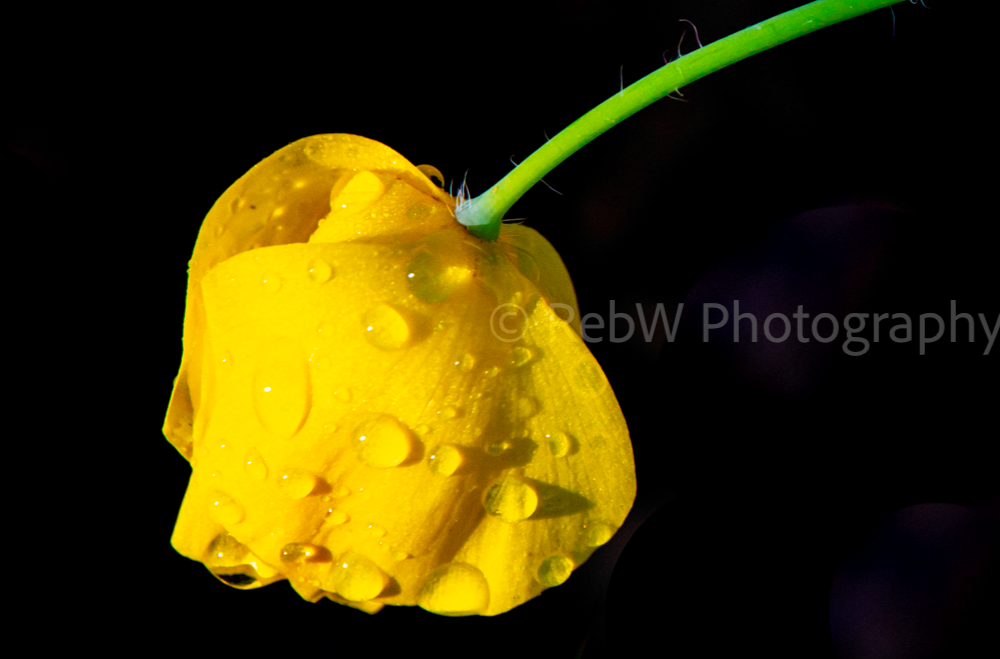 website_flowers-8LR.png