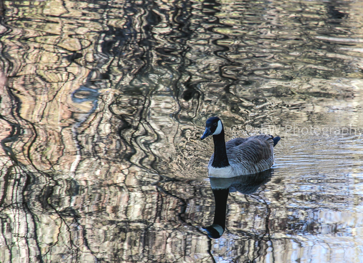 website_reflections-1LR.png