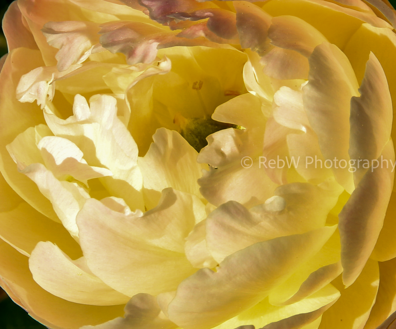website_flower-50.png