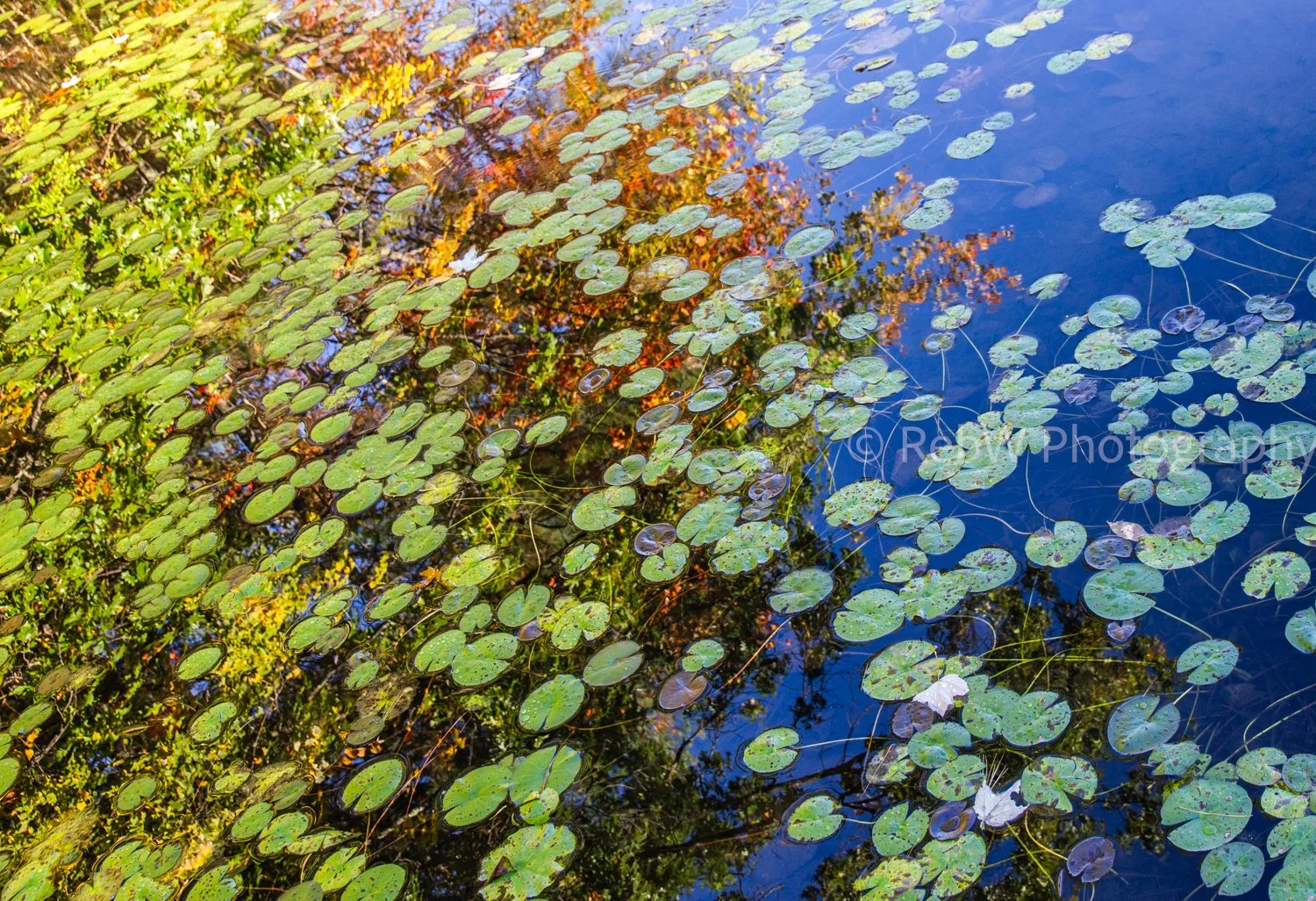 A close-up of a pond with water lilies and lily pads on the surface, reflecting surrounding trees and sky.
