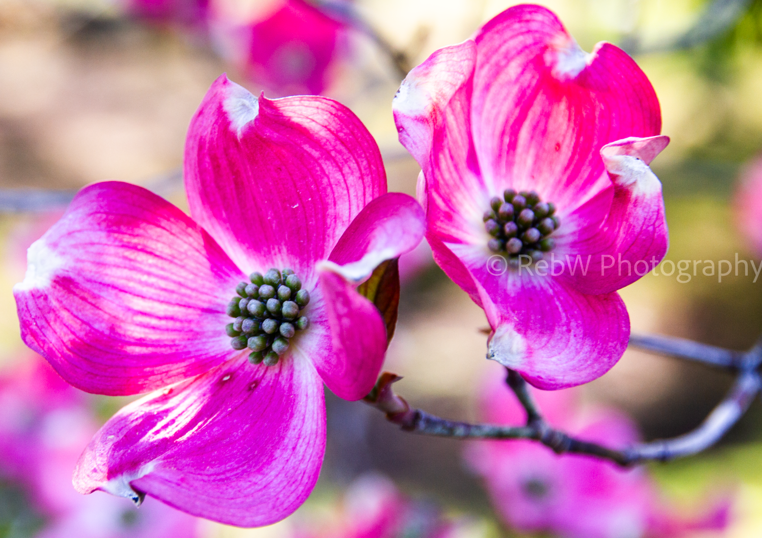 website_flowers-101.png