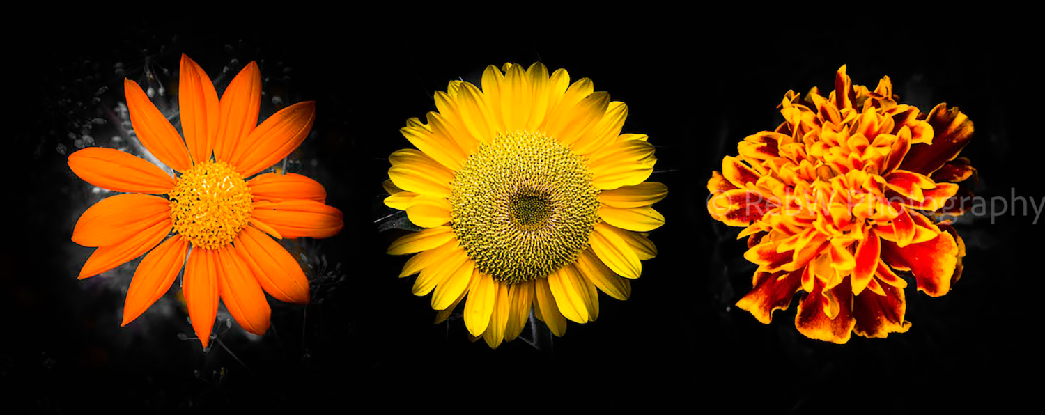 website_flowers-5LR.png