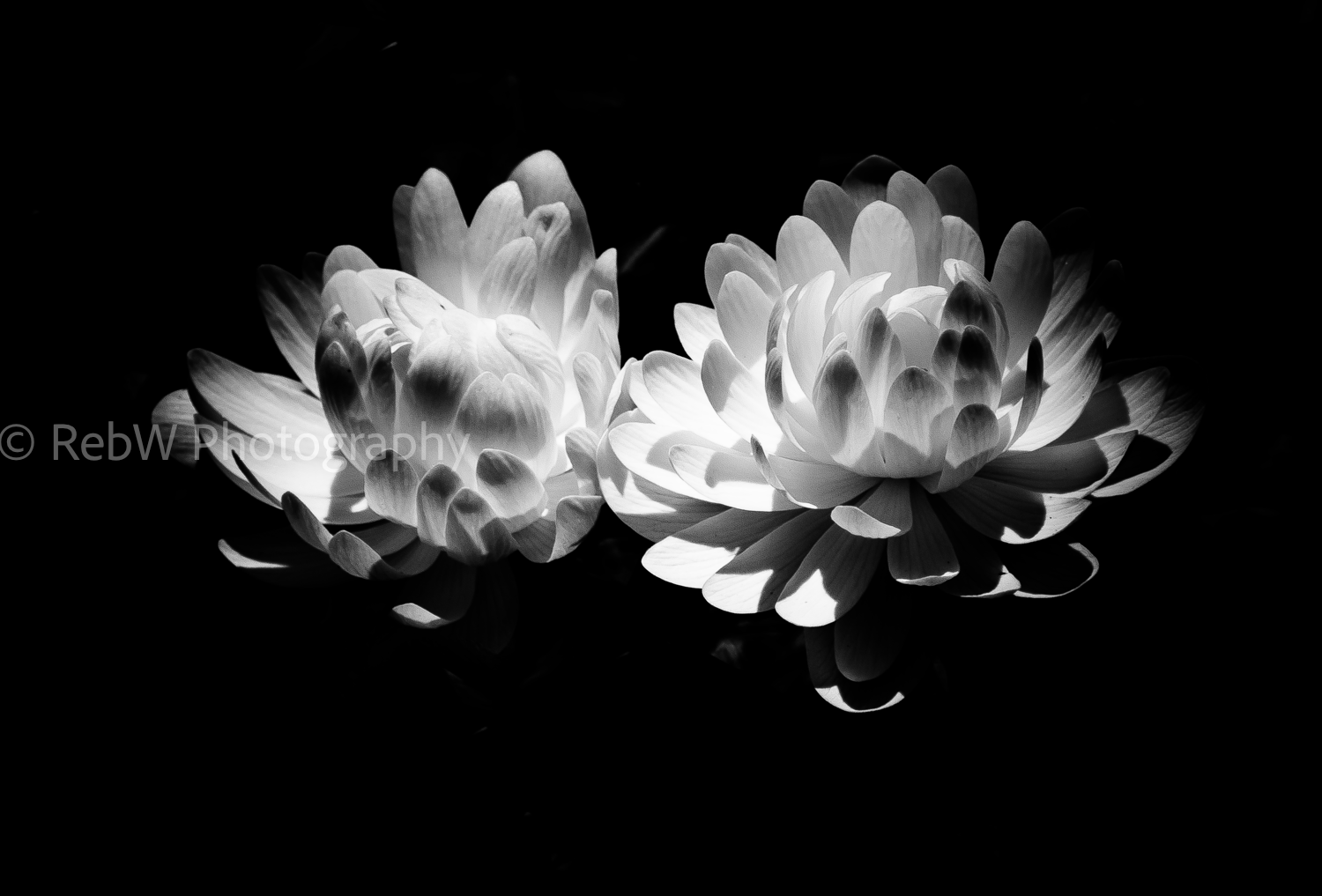 B&W-3.png