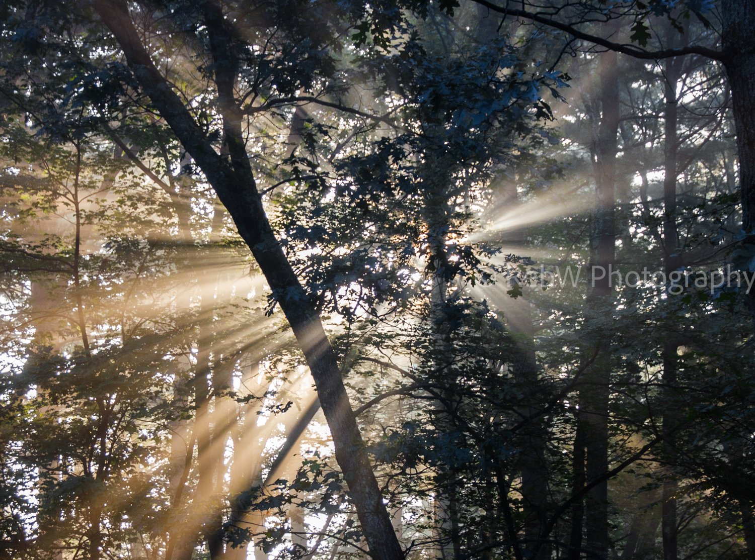 Sunlight filtering through the trees in a forest.