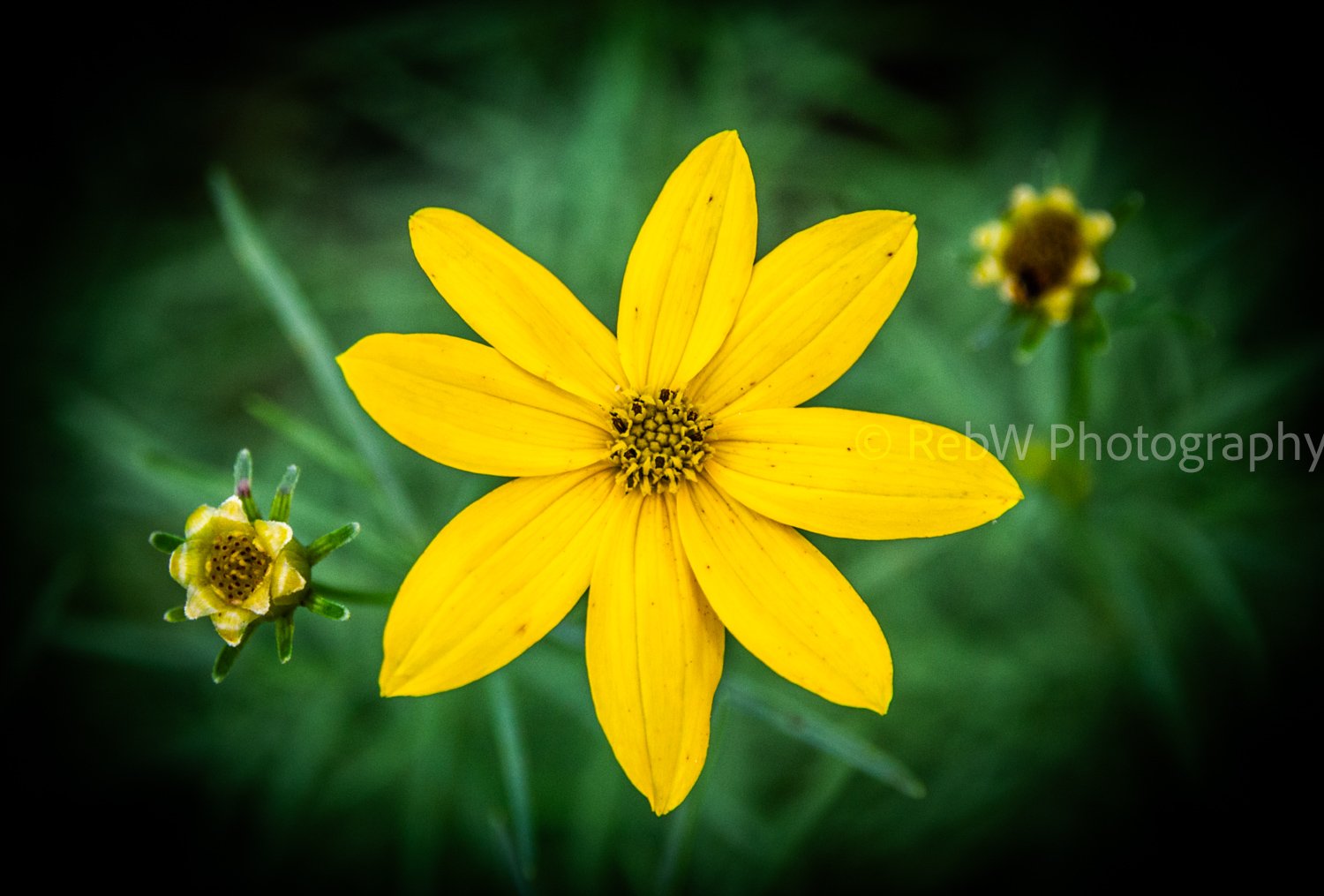Close-up of a bright yellow flower with eight petals and a dark center, surrounded by green blurred foliage.