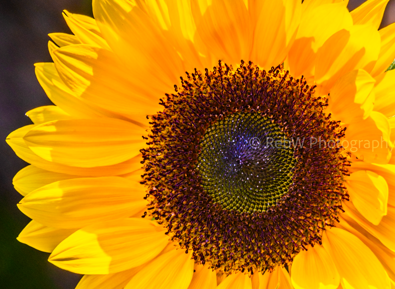 website_flowers-100.png