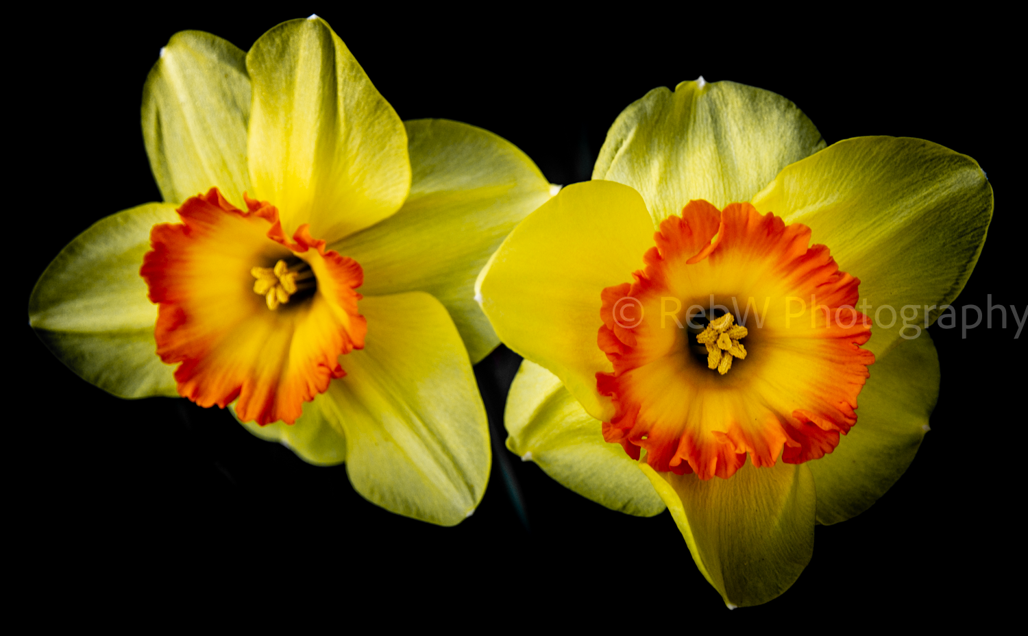 website_flowers-6LR.png