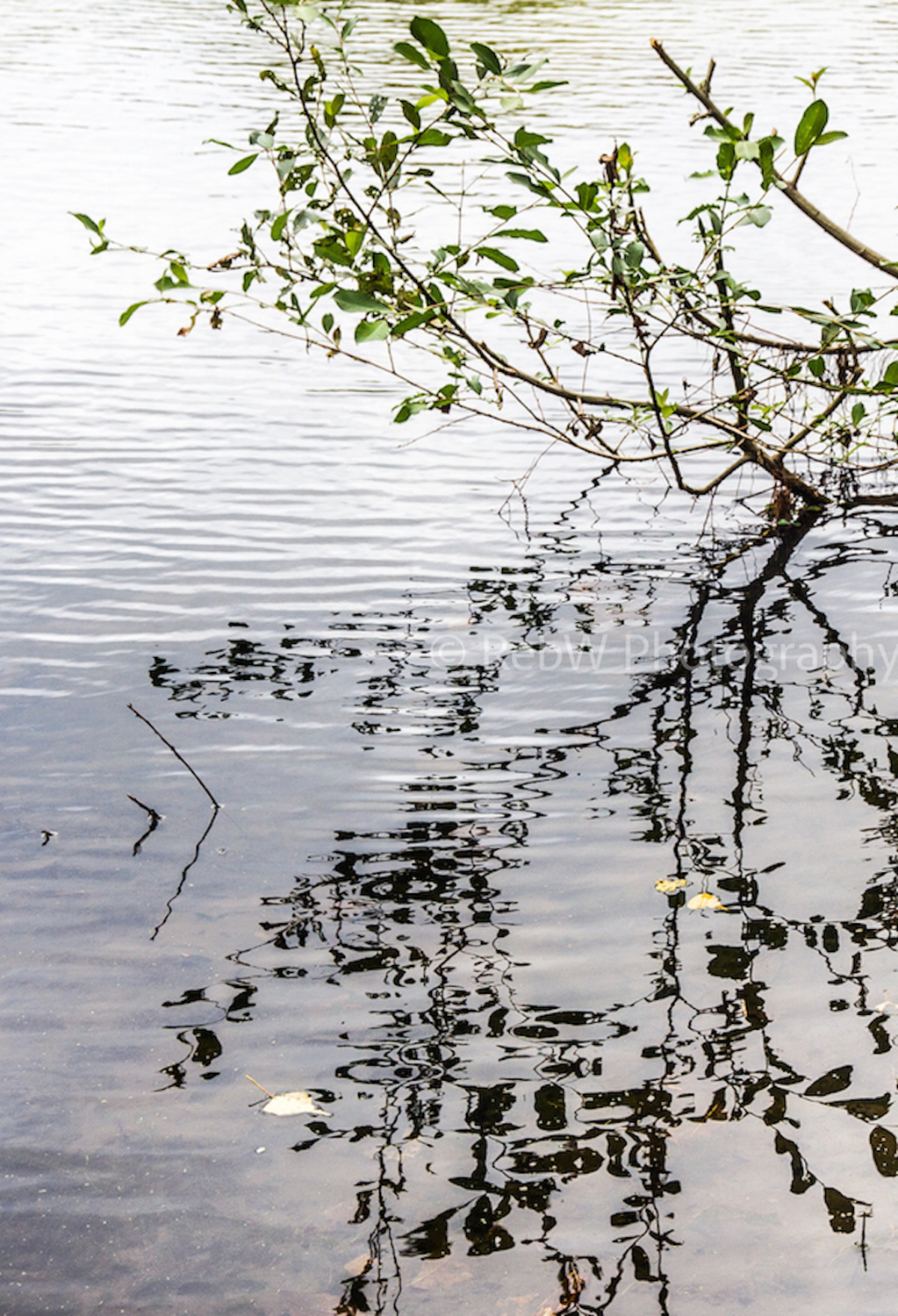 website_reflections-7LR.png