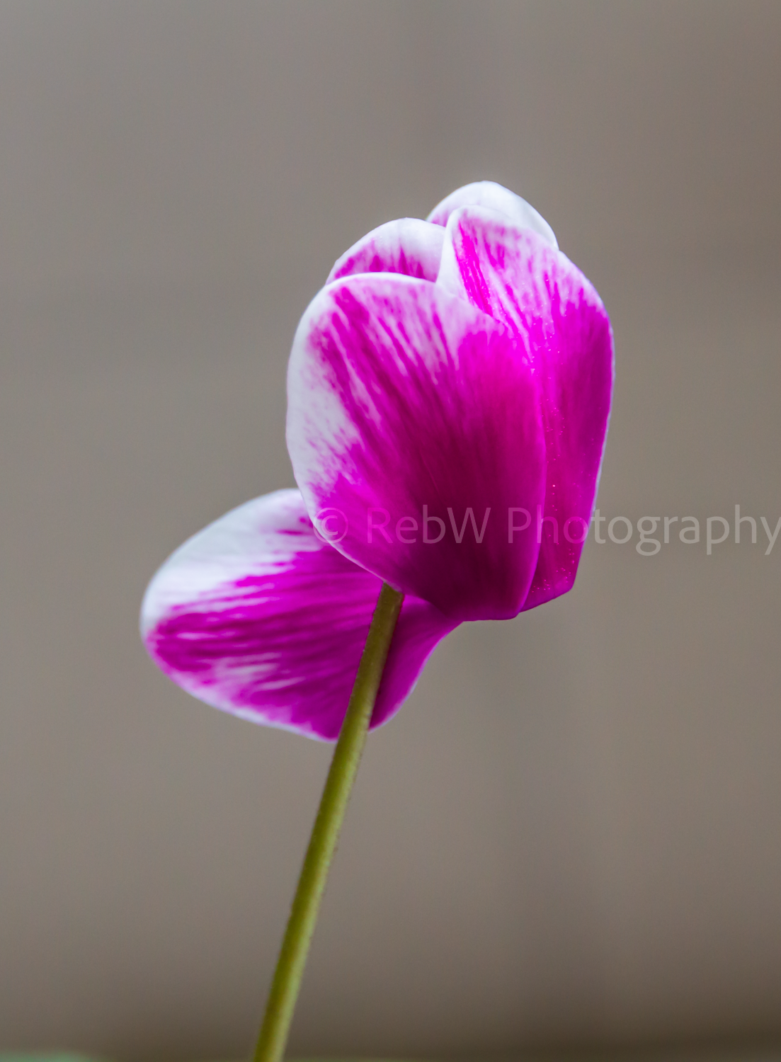 website_flowers-3LR.png