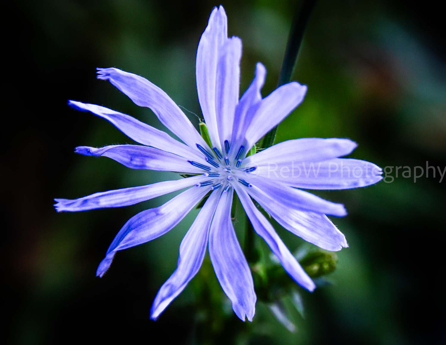website_flowers-9LR.png