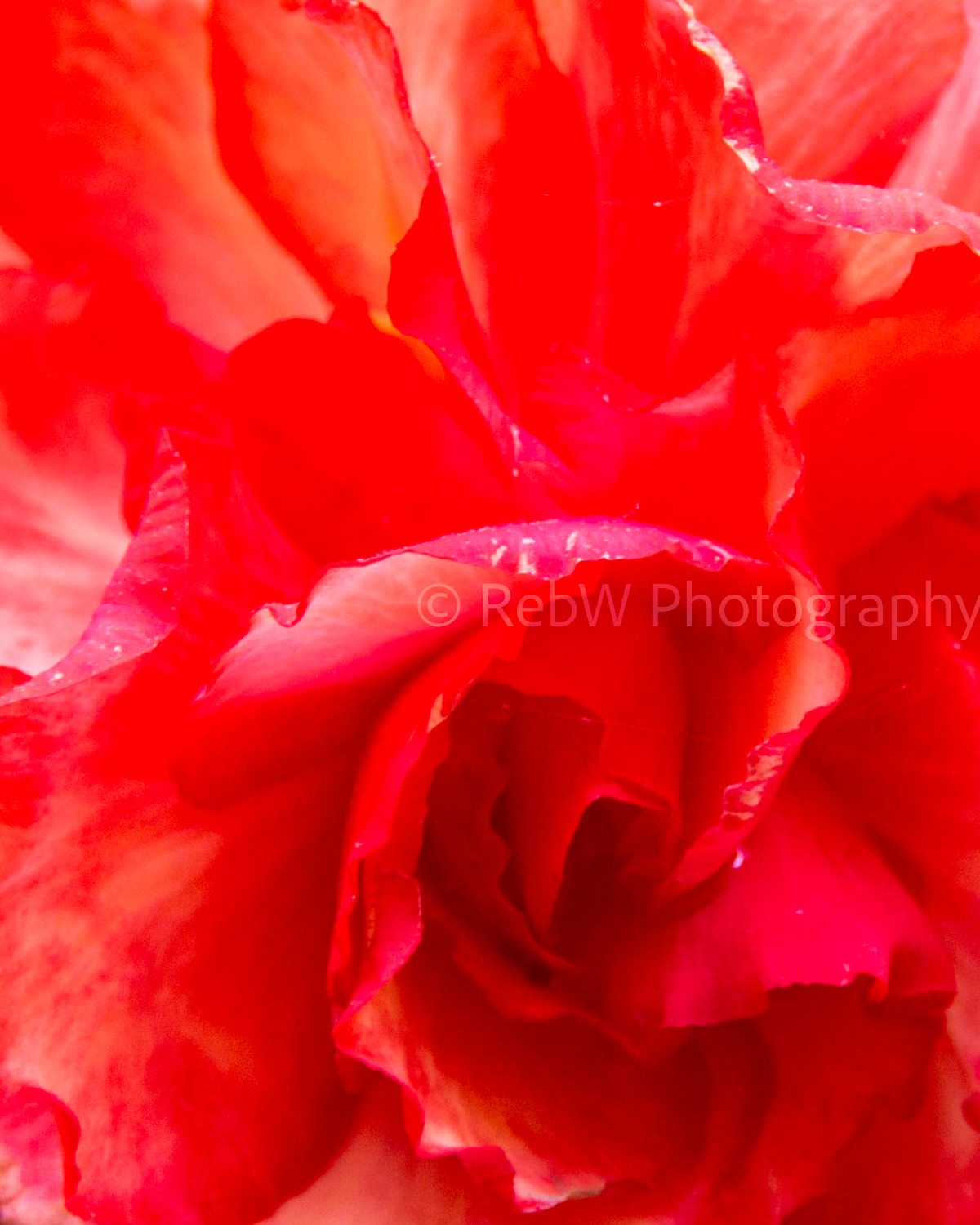 website_flowers-2LR.png