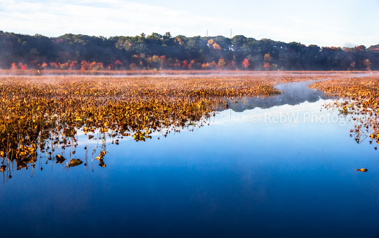 A serene landscape of a marshy area with water reflecting the sky, surrounded by autumn-colored trees and low-lying vegetation, with mist rising from the water and a forest in the background.