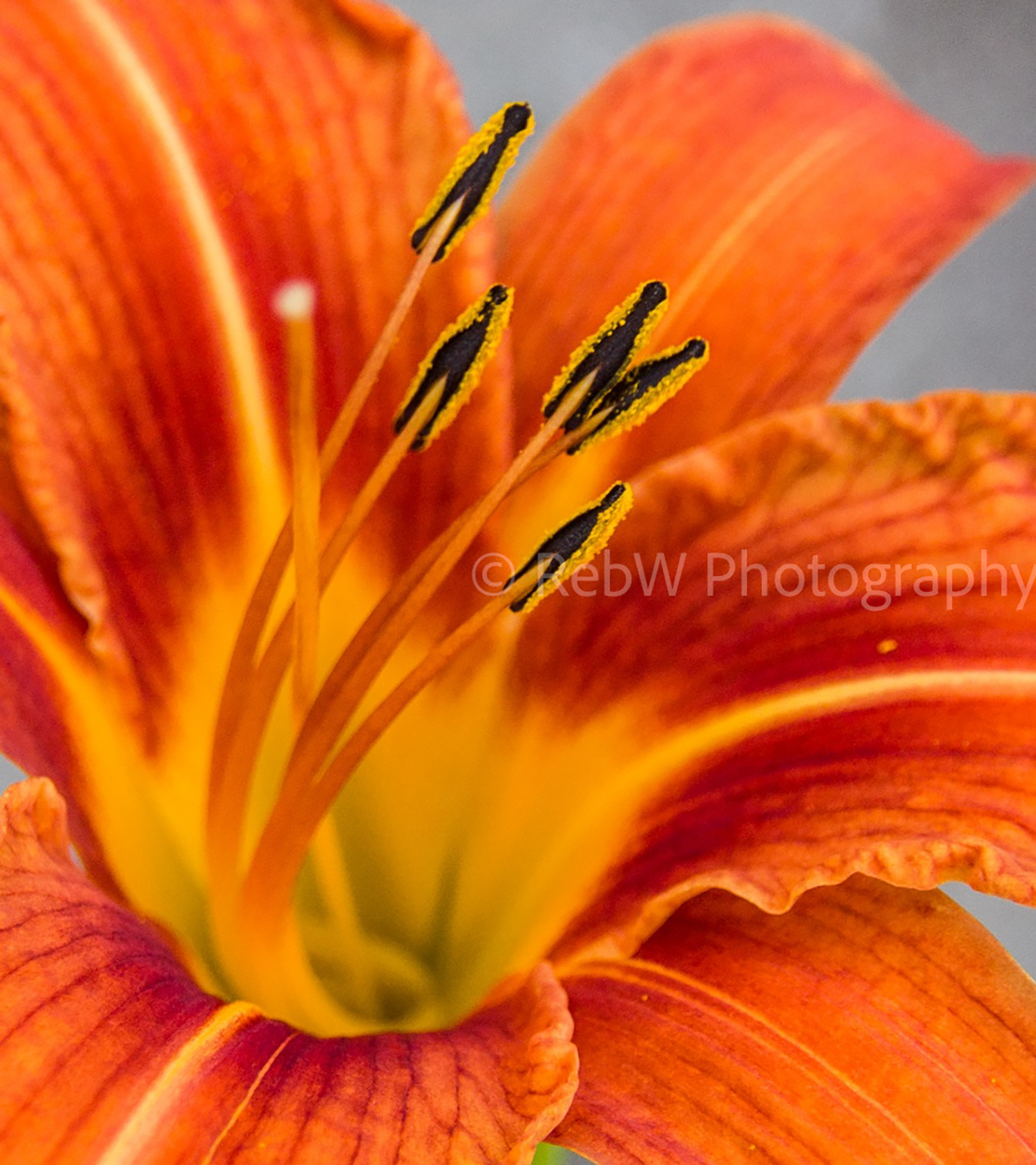 website_flowers-12LR.png