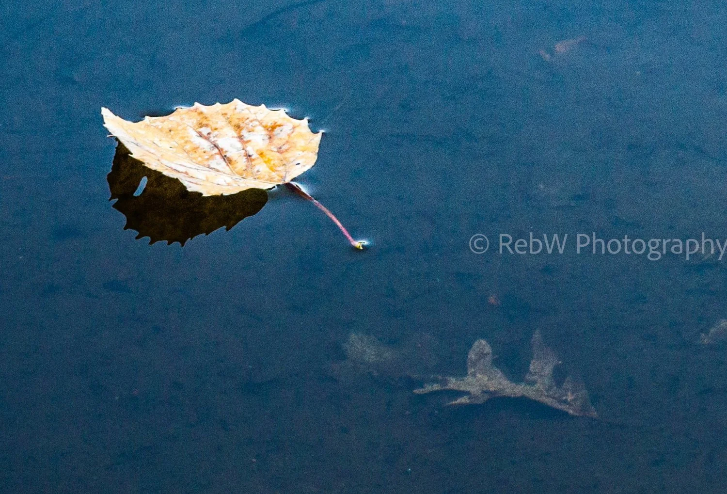 A single autumn leaf floating on dark water with its reflection and a faint silhouette of a fish underneath.