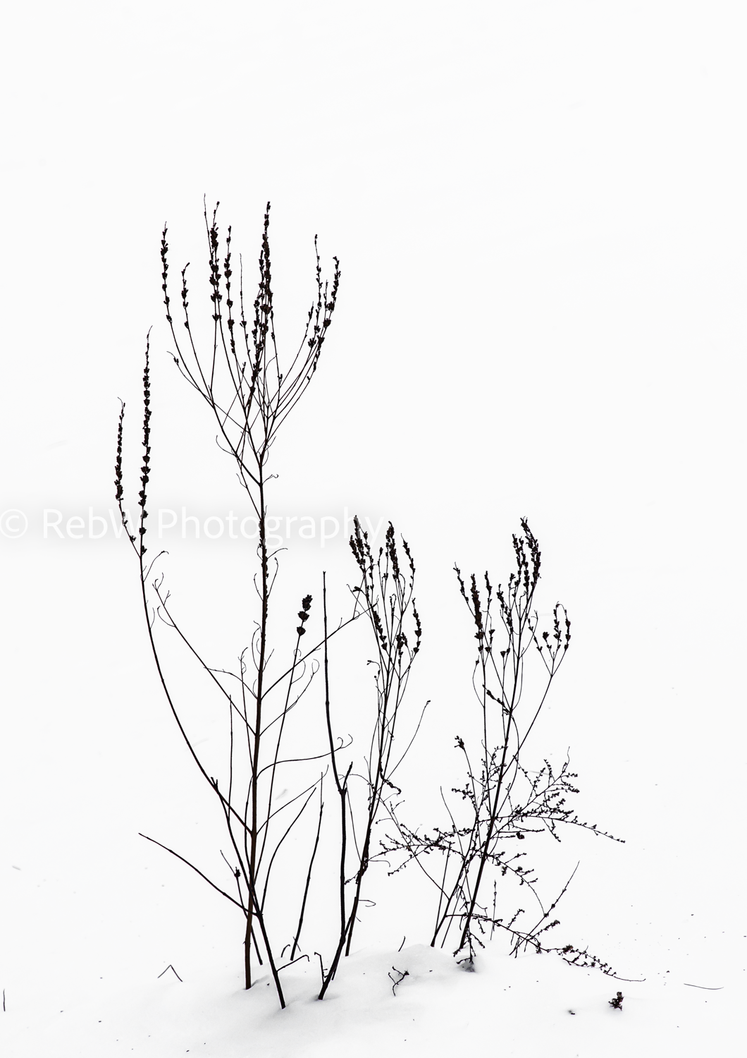 B&W-6.png