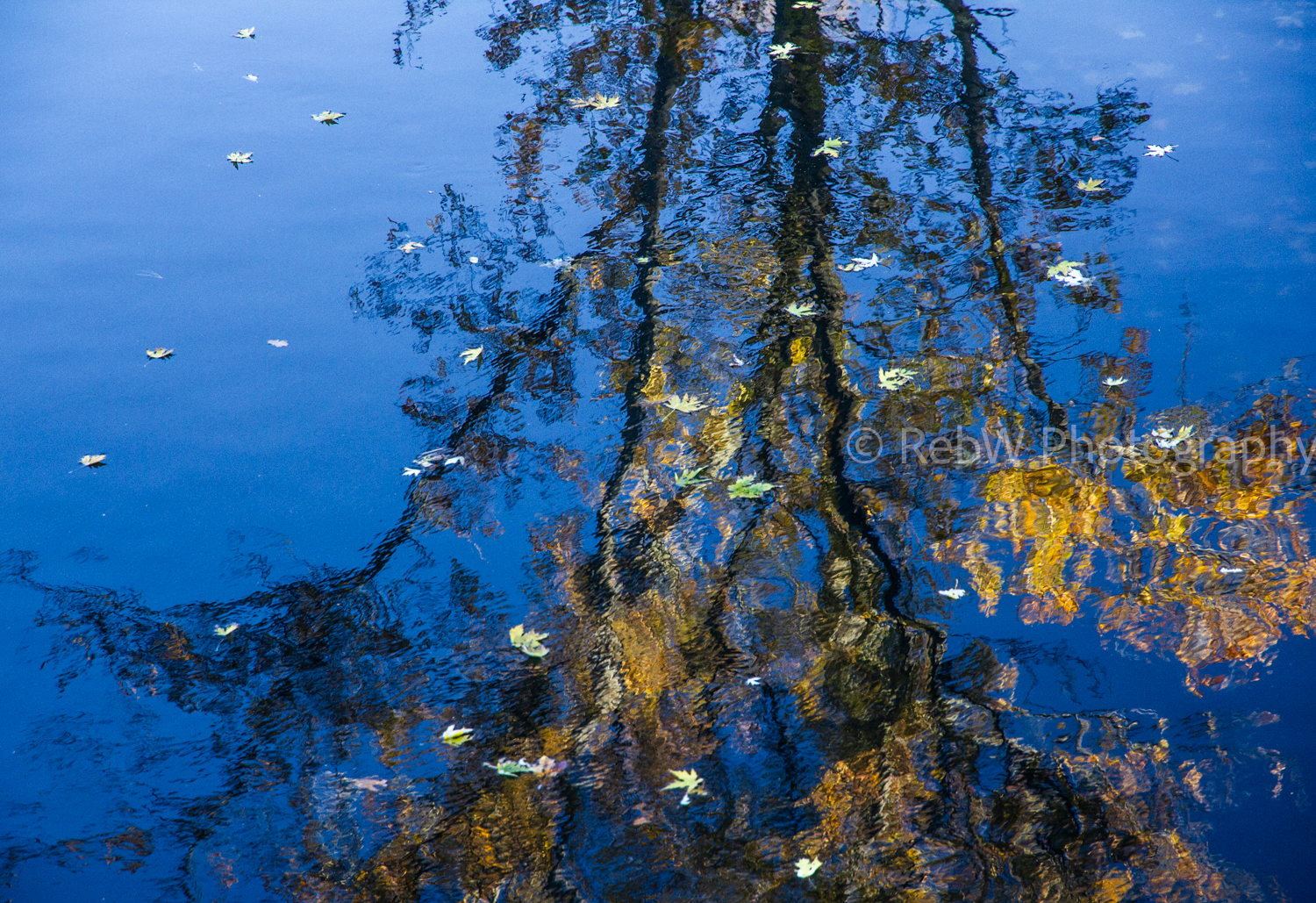 website_reflections-10LR.png