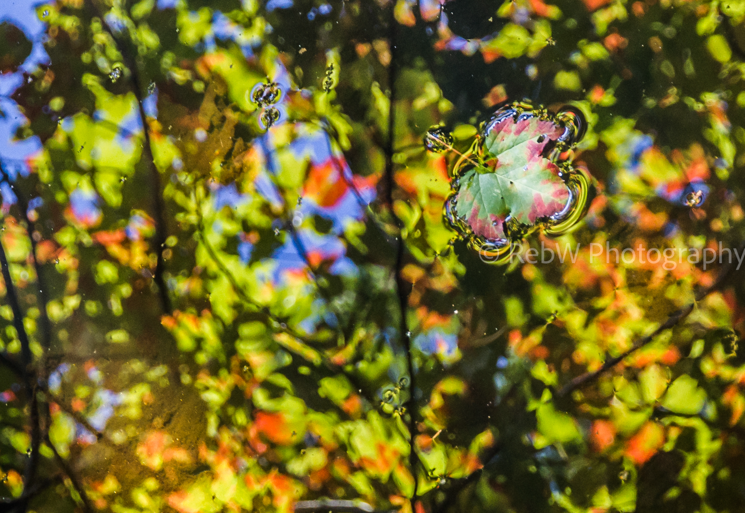 website_reflections-8LR.png