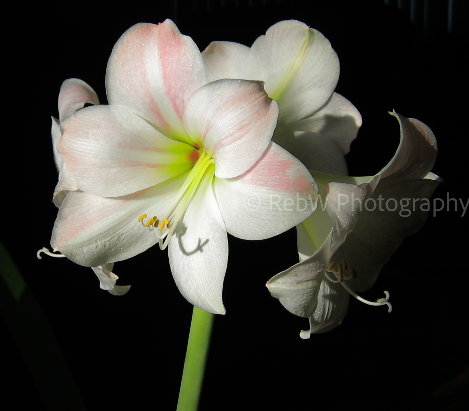 website_flowers-1LR.png