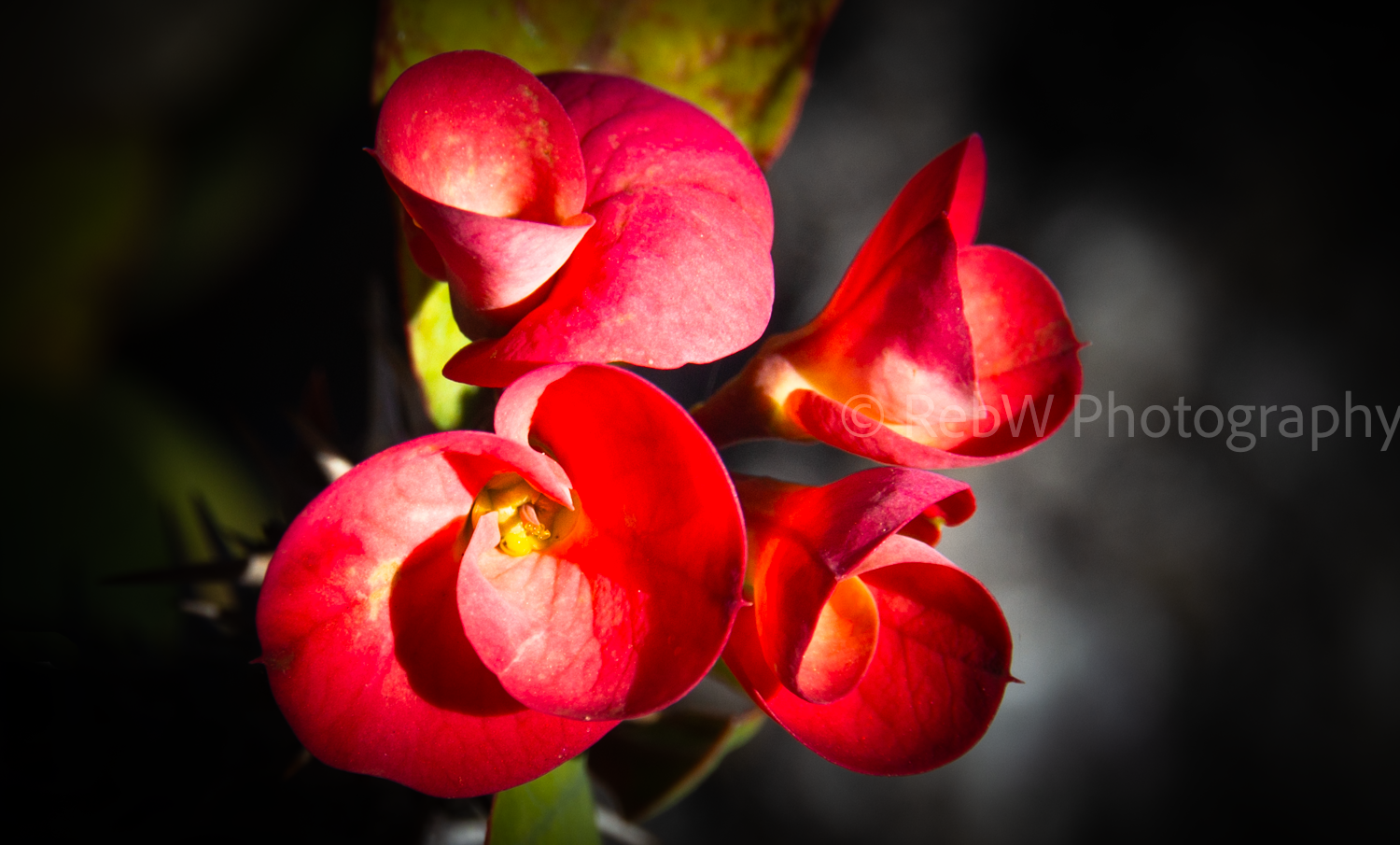 website_flowers-10LR.png