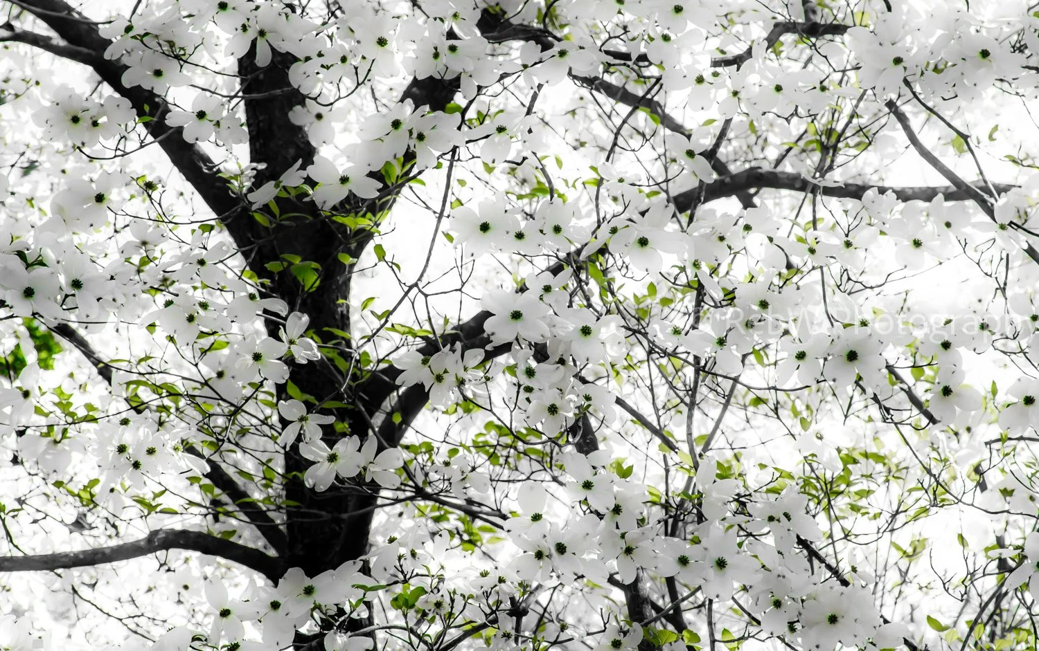 Close-up of a tree with white blossoms and green leaves on dark branches against a bright sky.