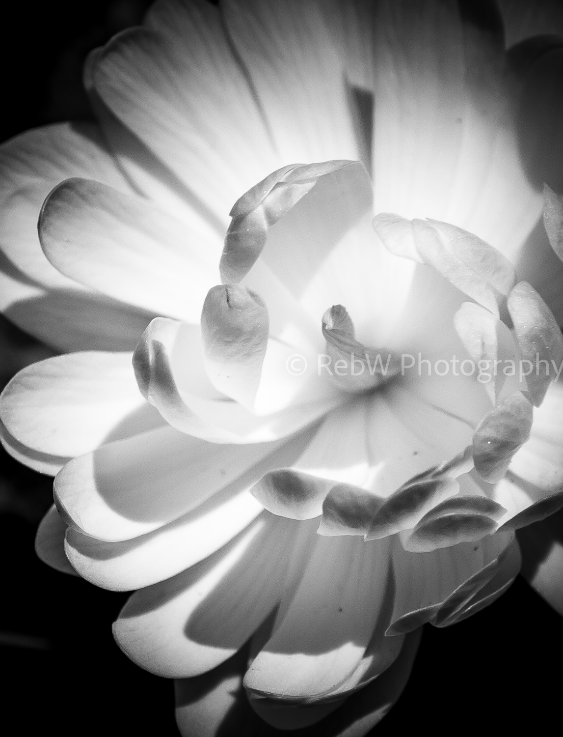website_b&w-30 copy.png