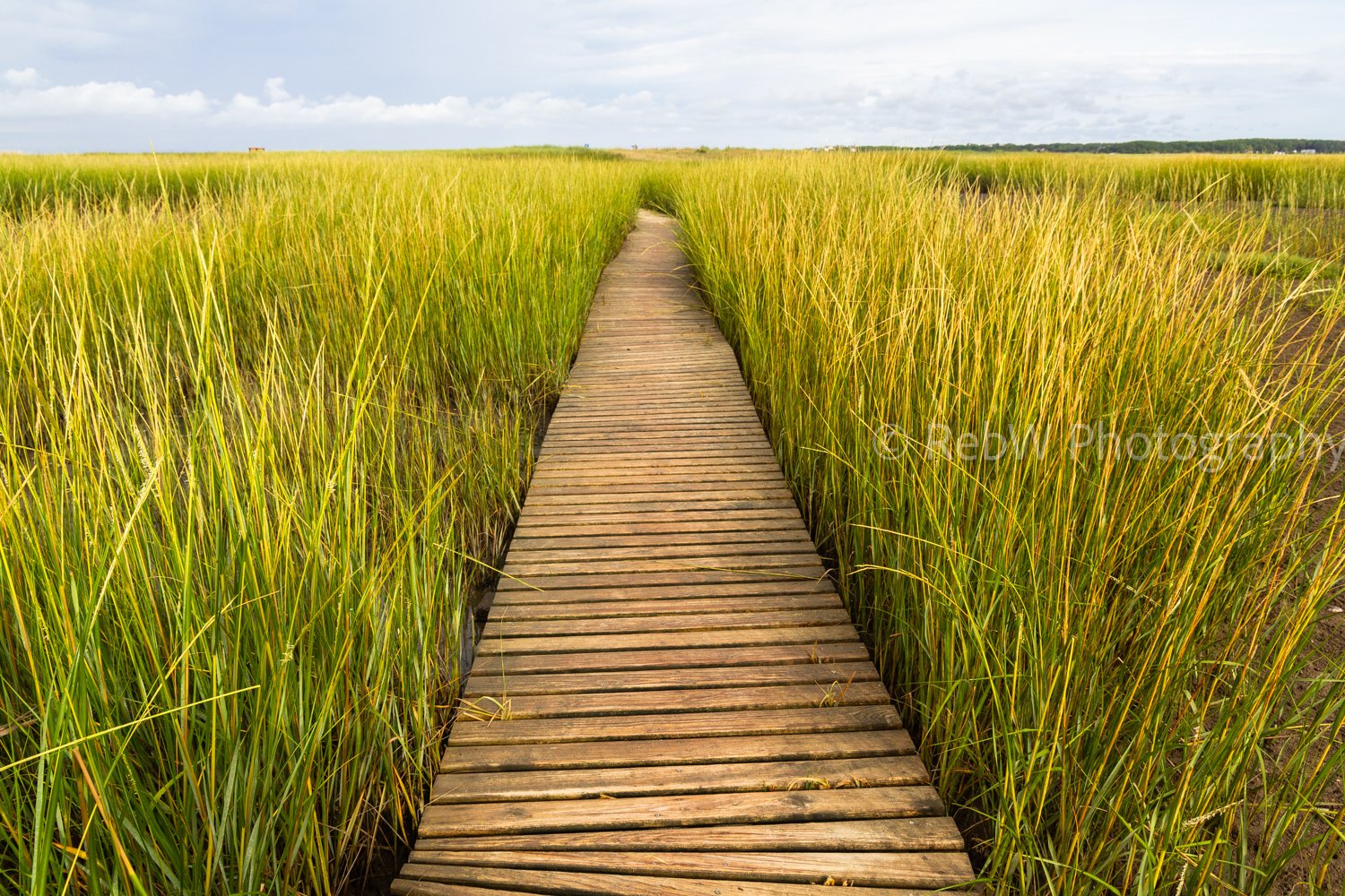Wooden pathway through green and yellow field of tall grass or crops on a cloudy day.