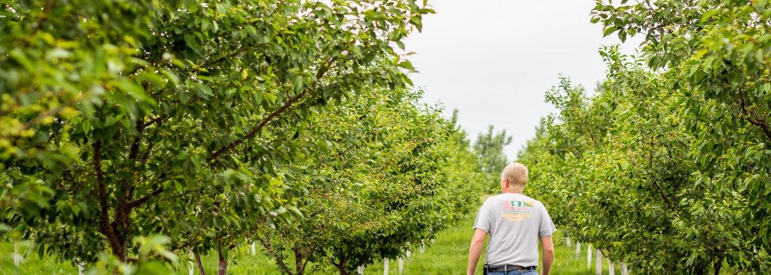 A man walking through a lush green orchard of fruit trees.