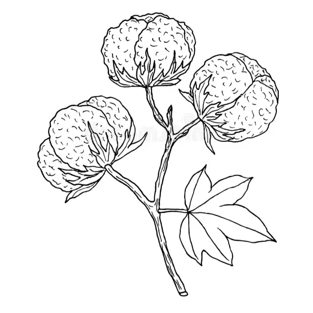 Dibujo en blanco y negro de un ramo con tres copos de algodón y un par de hojas grandes.