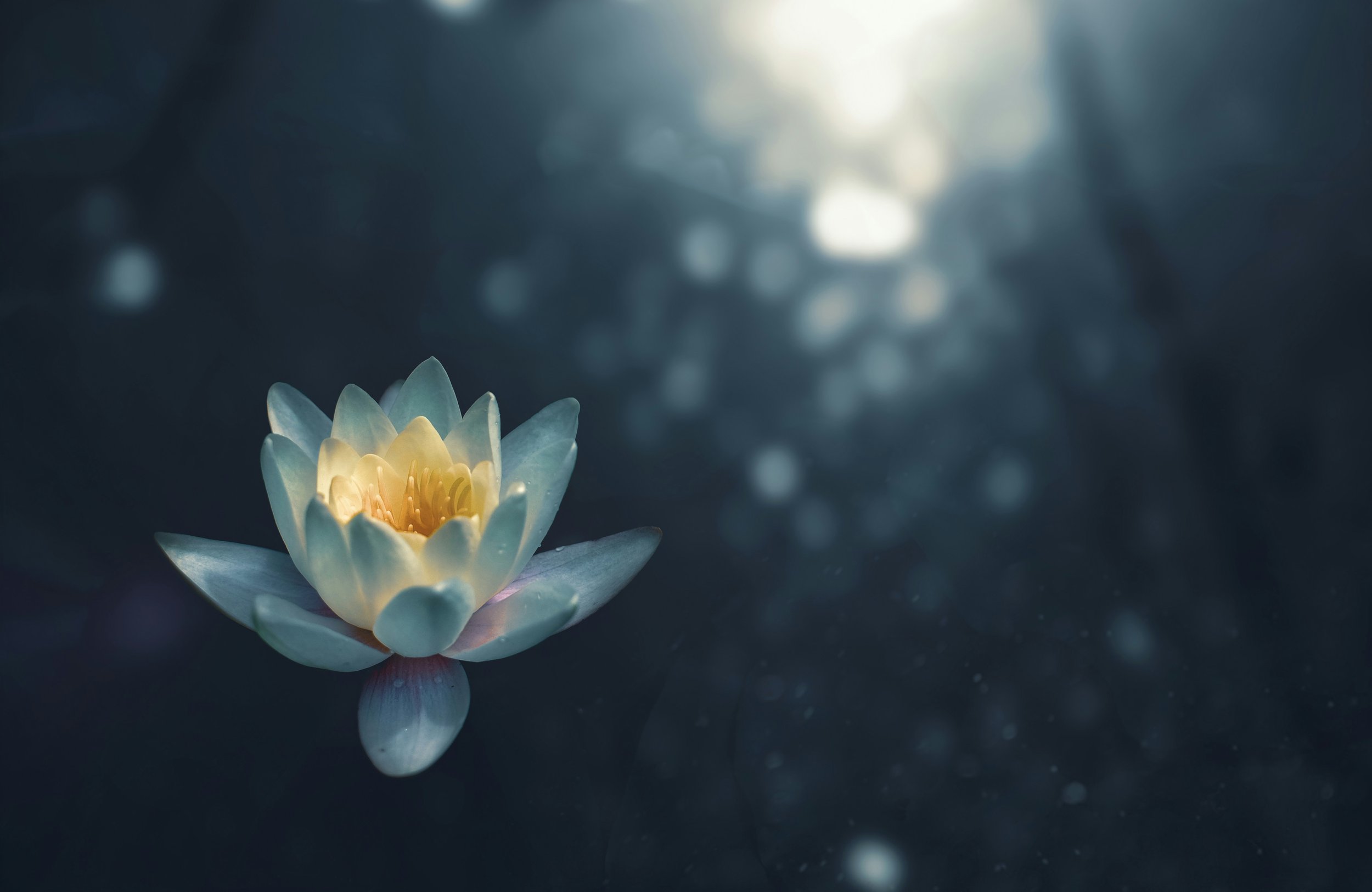A single white water lily with yellow stamens floating on dark water, with soft light shimmering in the background.