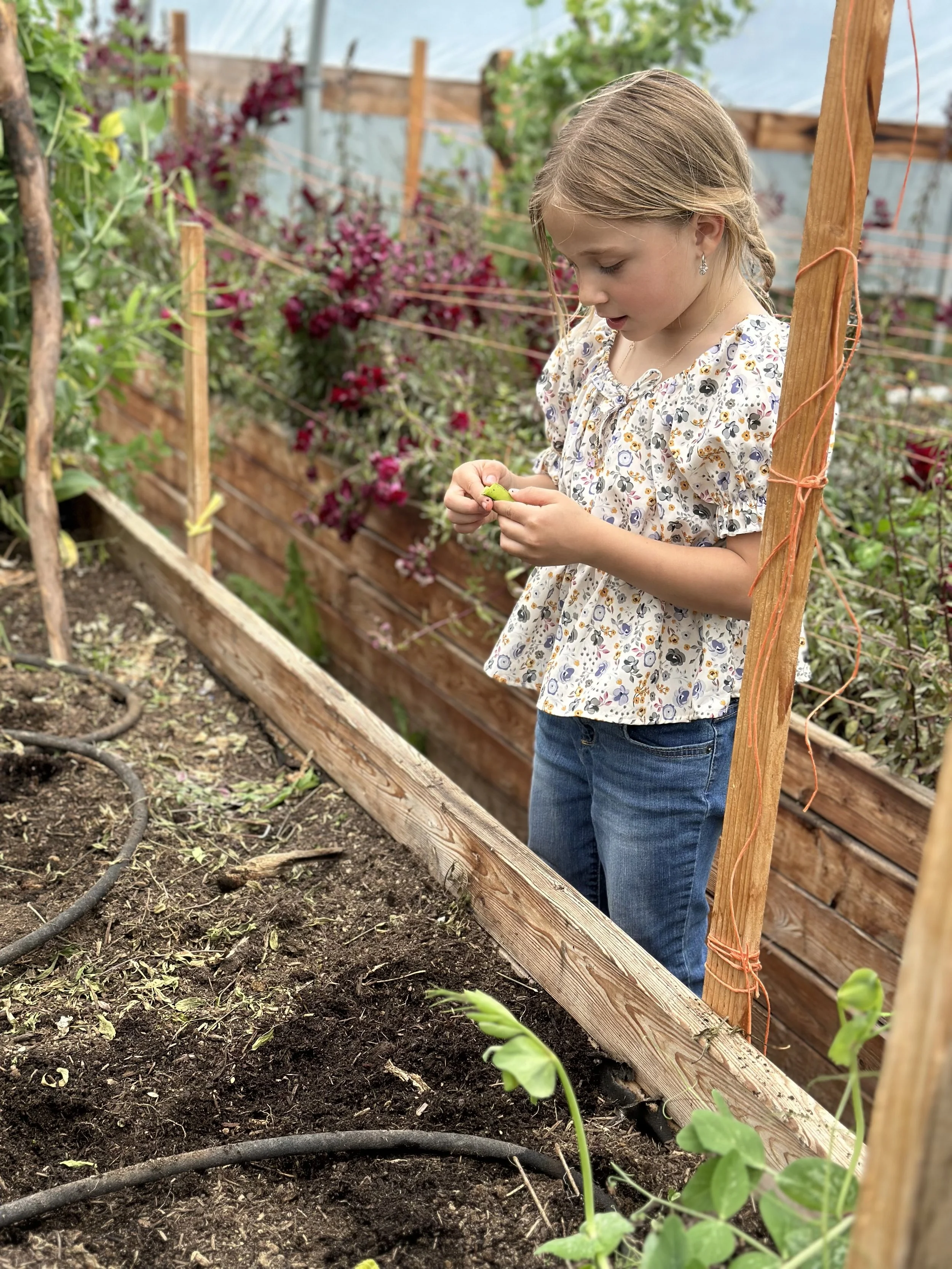 Young girl tending a raised-bed garden on a homestead in Eatonville, Washington.