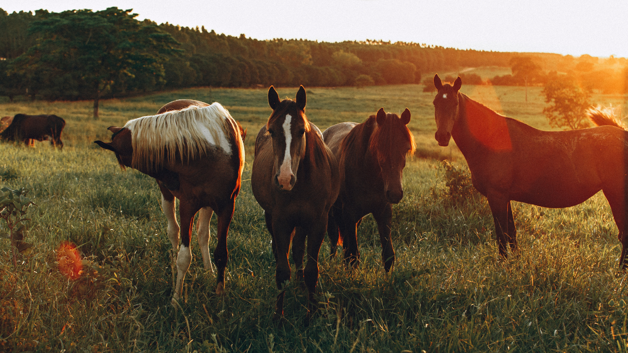 Horses grazing on pasture at sunset, representing horse properties, equestrian acreage, and rural homes for sale in Pierce, Thurston, and Lewis Counties, Washington.