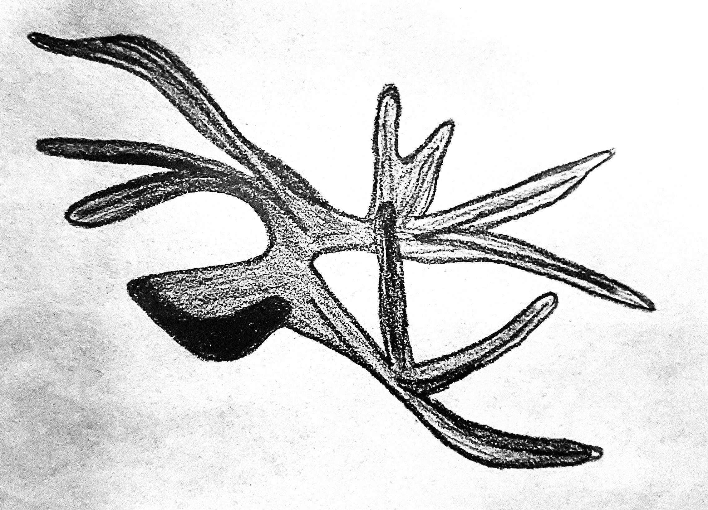 Deer Antler Drawing