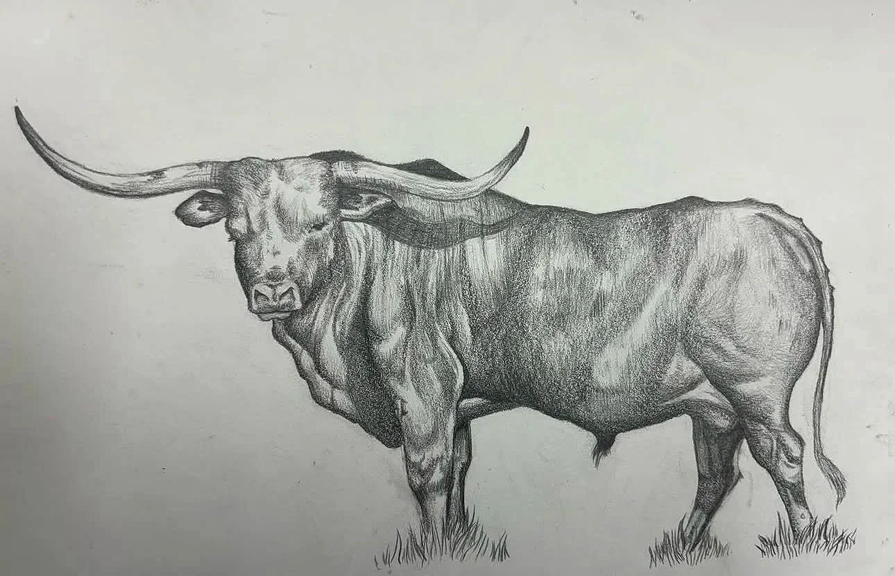 Detailed pencil drawing of a longhorn steer with large horns standing on grass.