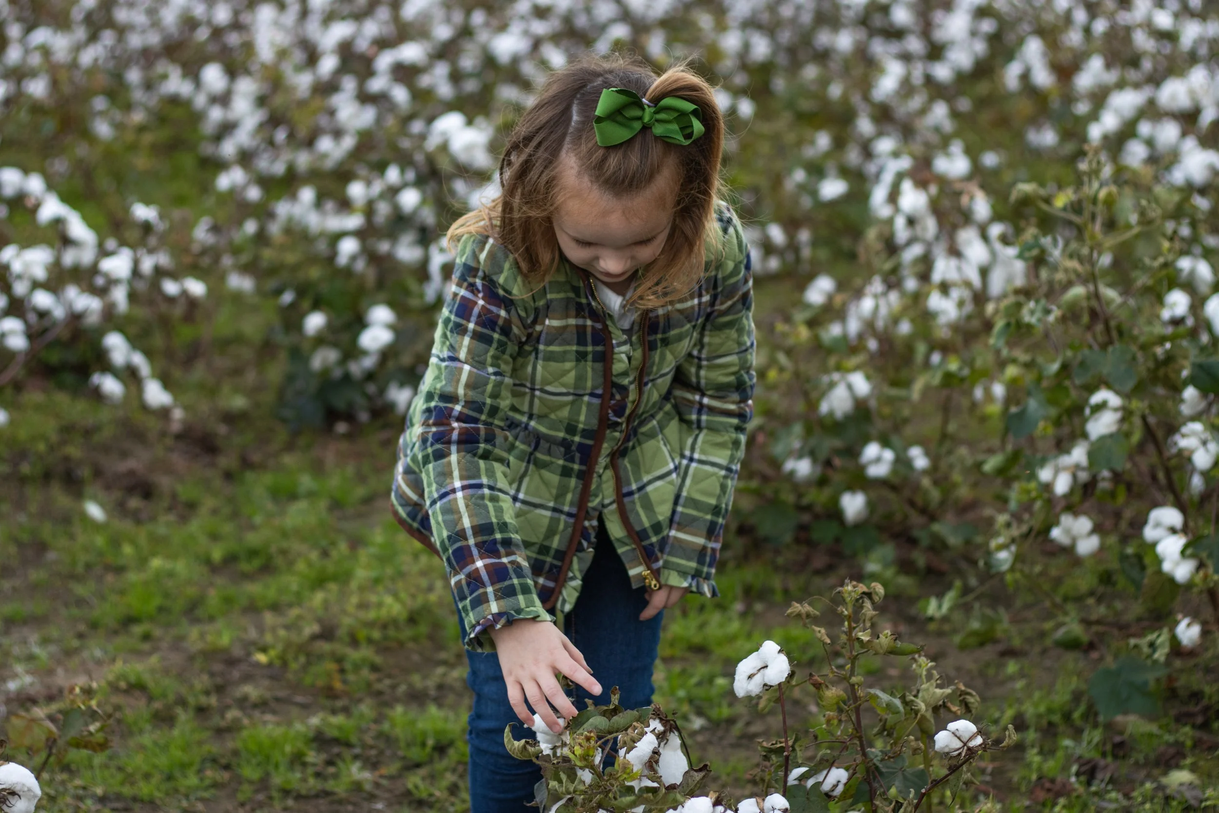 cottonfield24-36.jpg