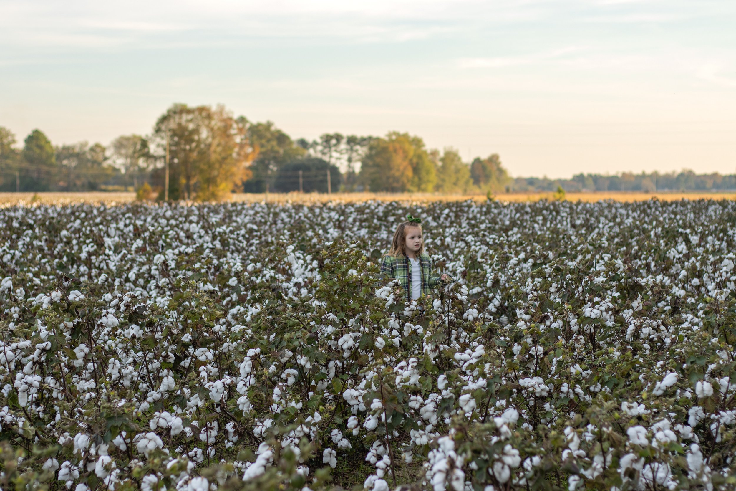 cottonfield24-34.jpg