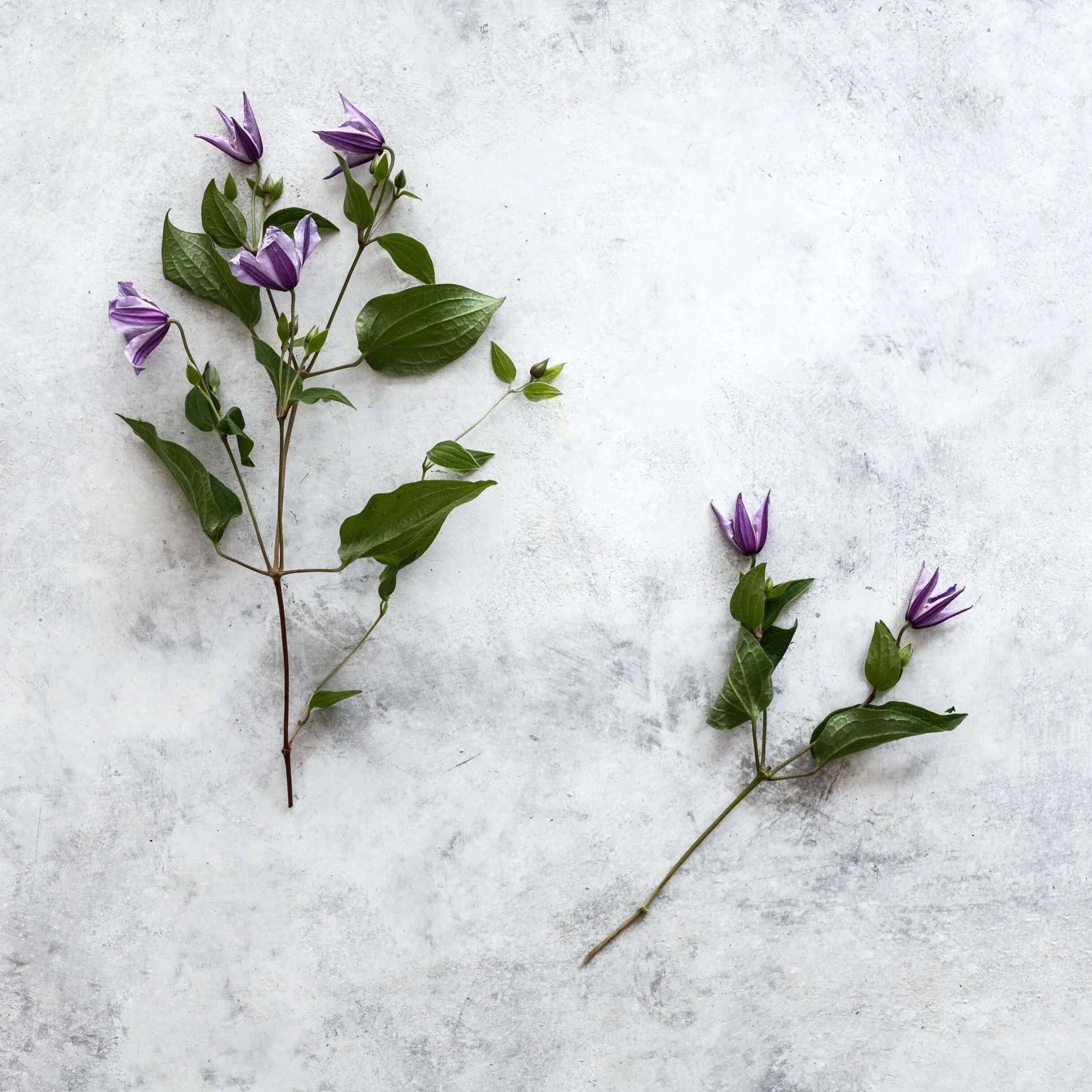 Florist0089%25281%2529.jpg
