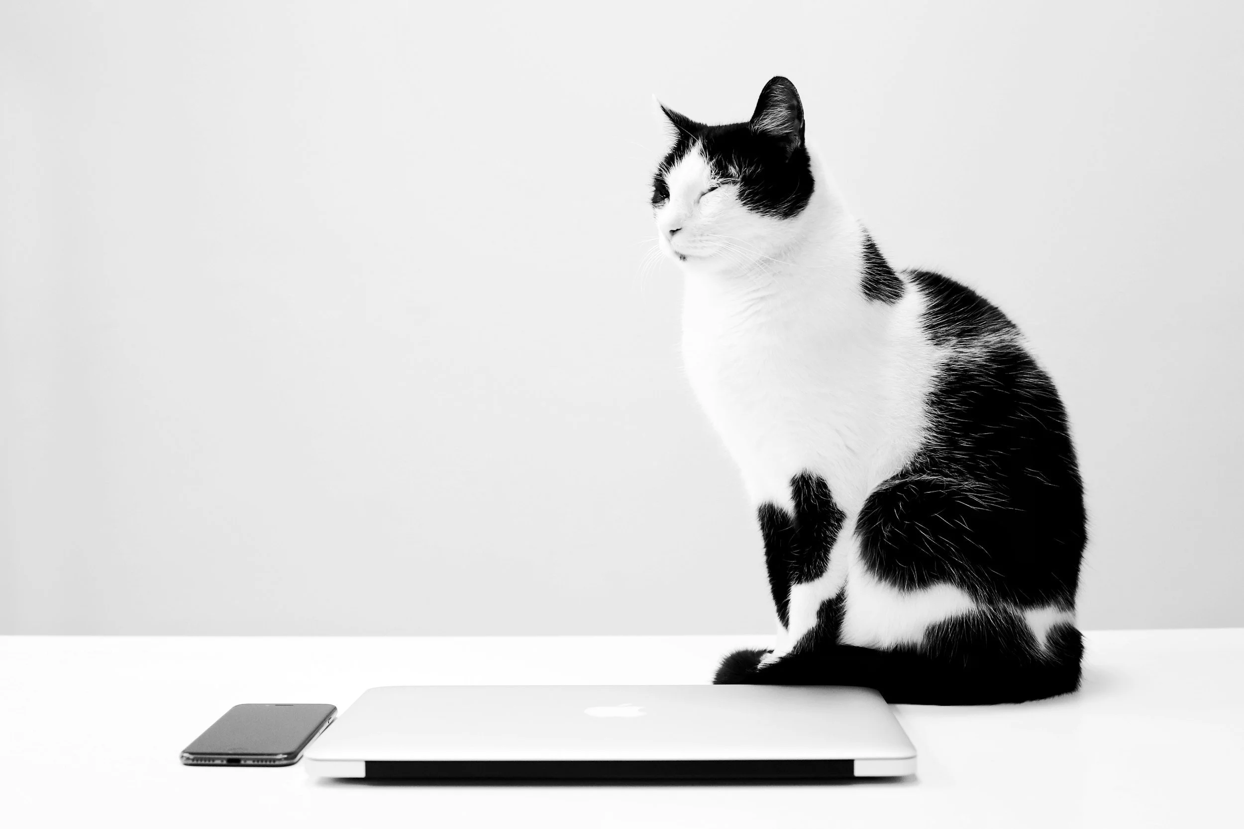 A black and white cat sitting on a desk with closed eyes, behind a laptop and smartphone, with a plain light-colored wall in the background.