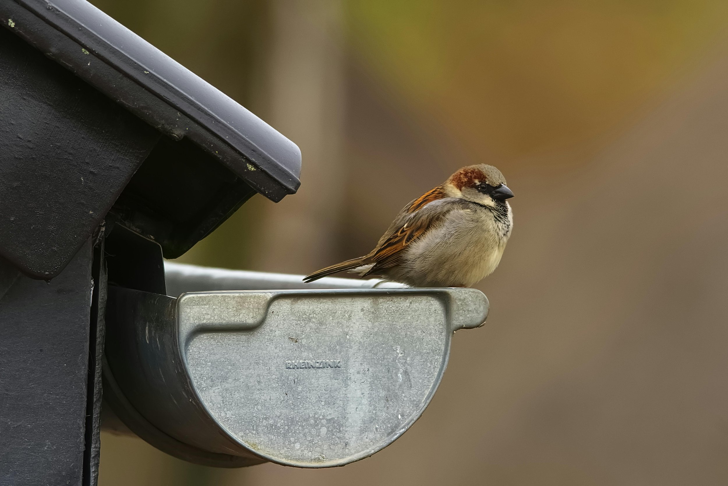 Gutters & Exterior Services