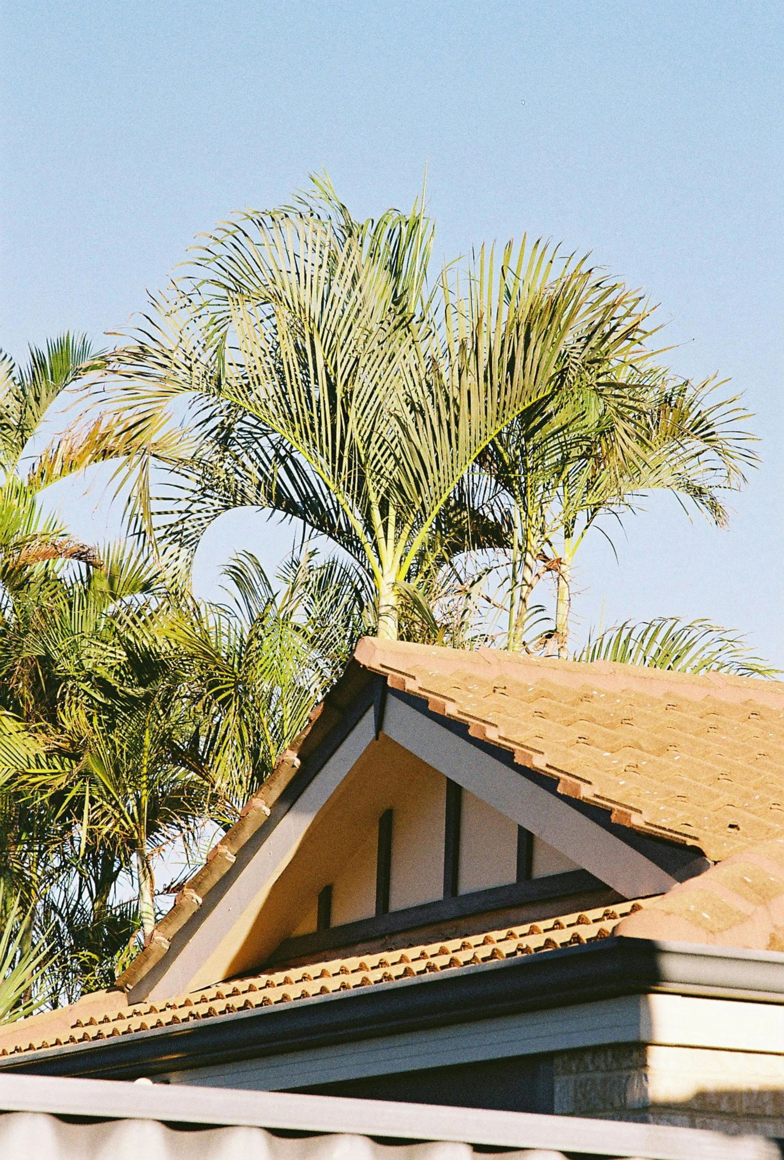 View of a house's roof with tiled shingles, surrounded by tall palm trees against a clear blue sky.
