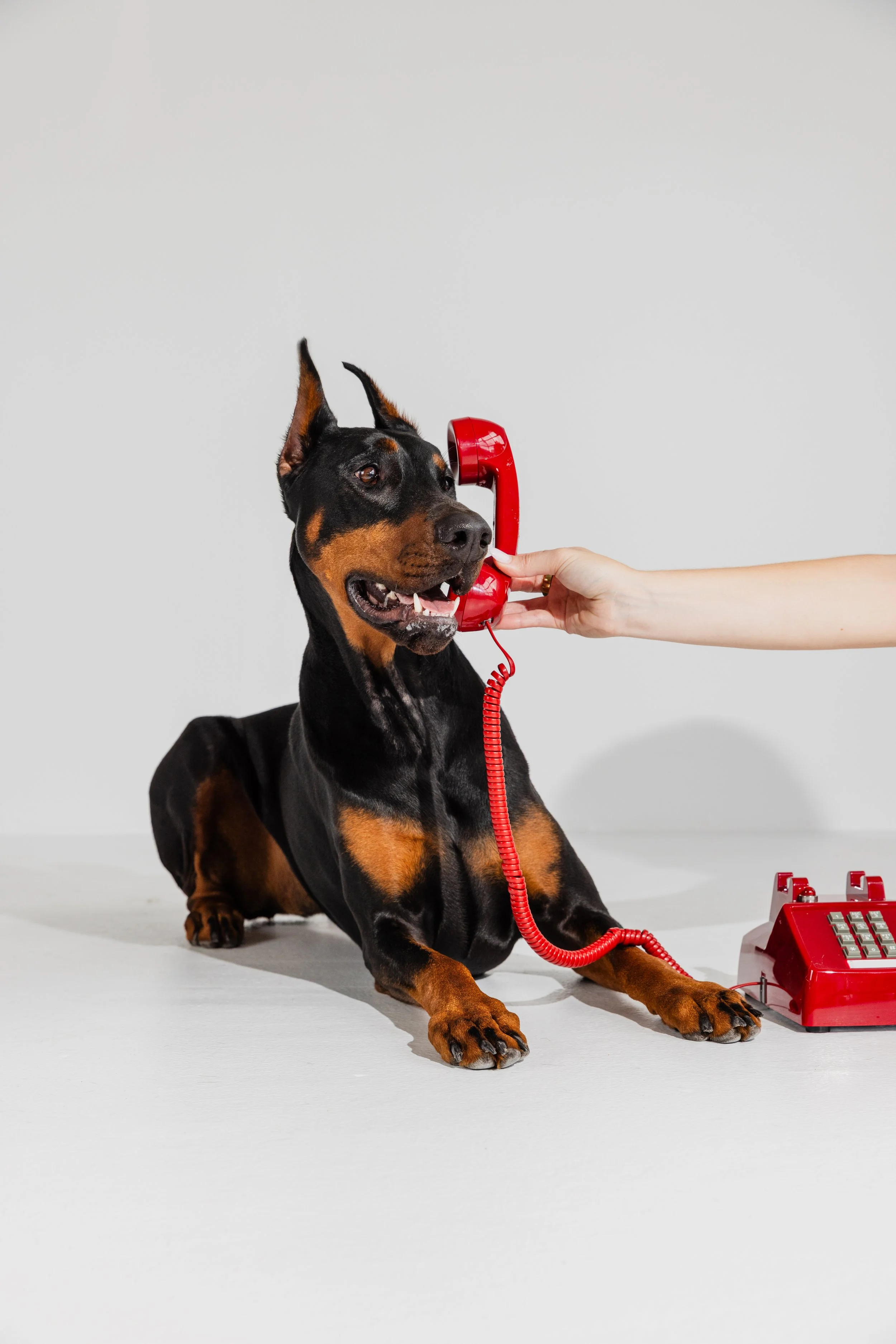 A Doberman dog lying on the ground with a red vintage rotary phone hung to its ear, and an adult hand holding the receiver. There is a matching red typewriter on the ground next to it, all set against a plain light gray background.