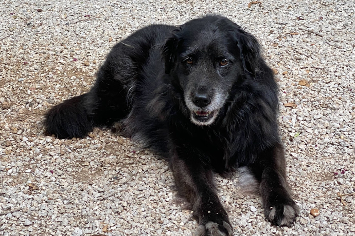 Mutts and Money: A Tale of Embracing Change