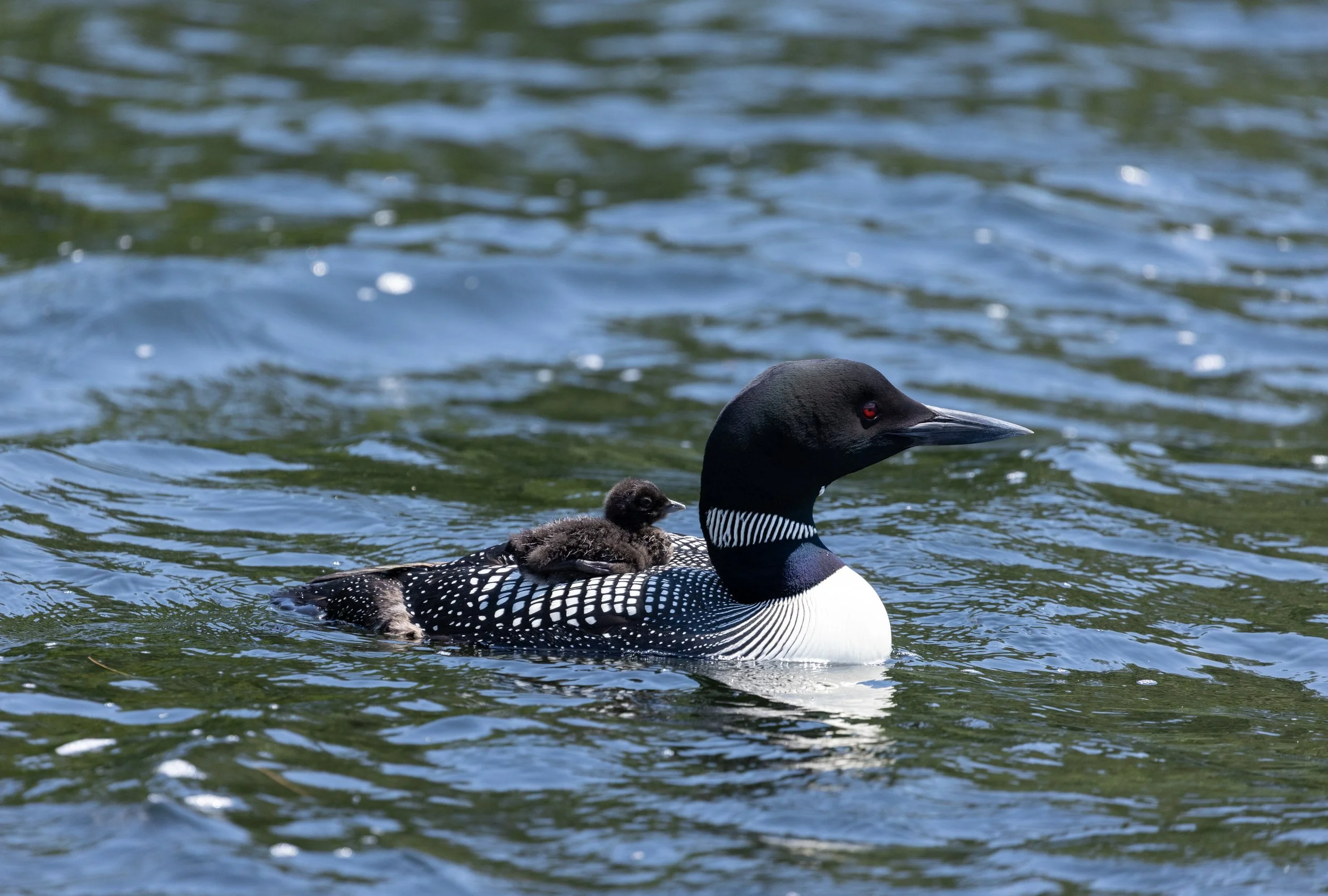 A common loon swimming in a body of water with its chick on its back.