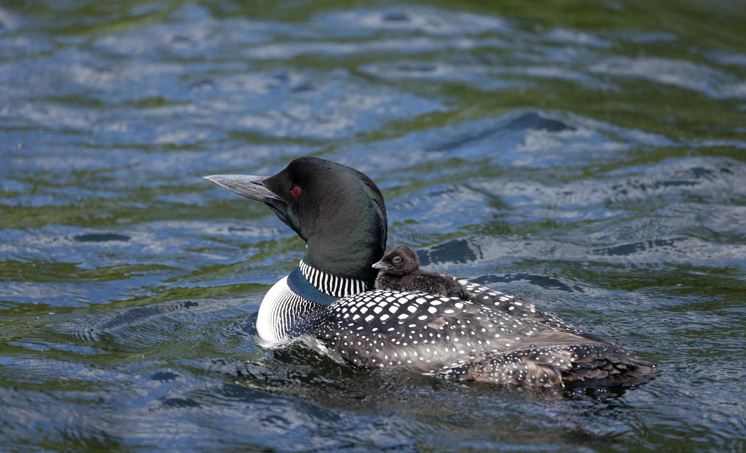 A loon swimming in water with a chick on its back.